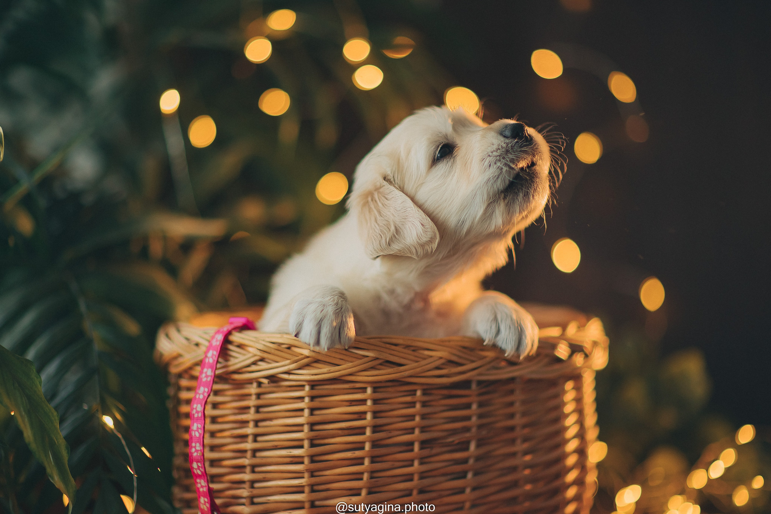 Розовый ошейник. Свадебный и женский фотограф