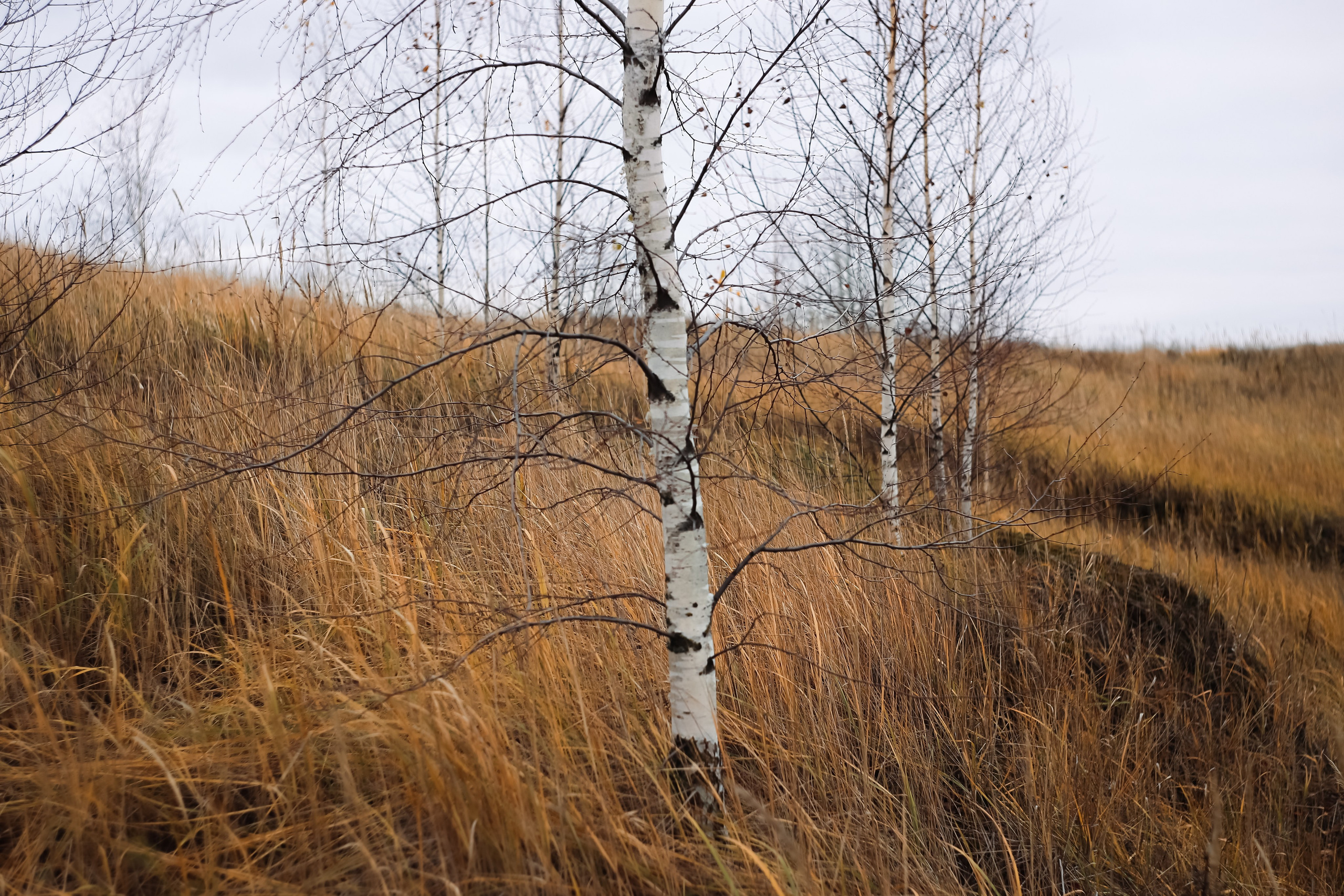 Ноябрь 2022. Efremovaphoto.ru