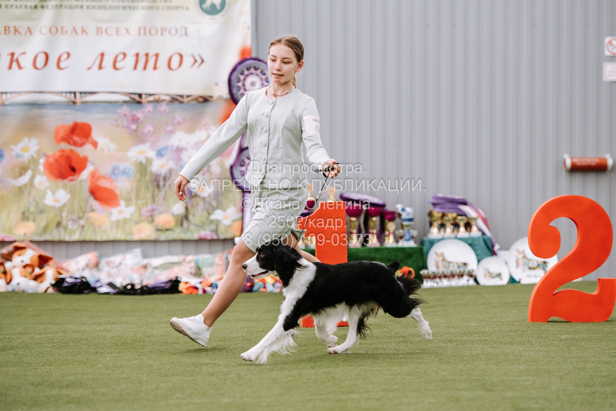 Выставка собак Красноярск 2.06. Фотограф Диана Оленина Красноярск / Братск