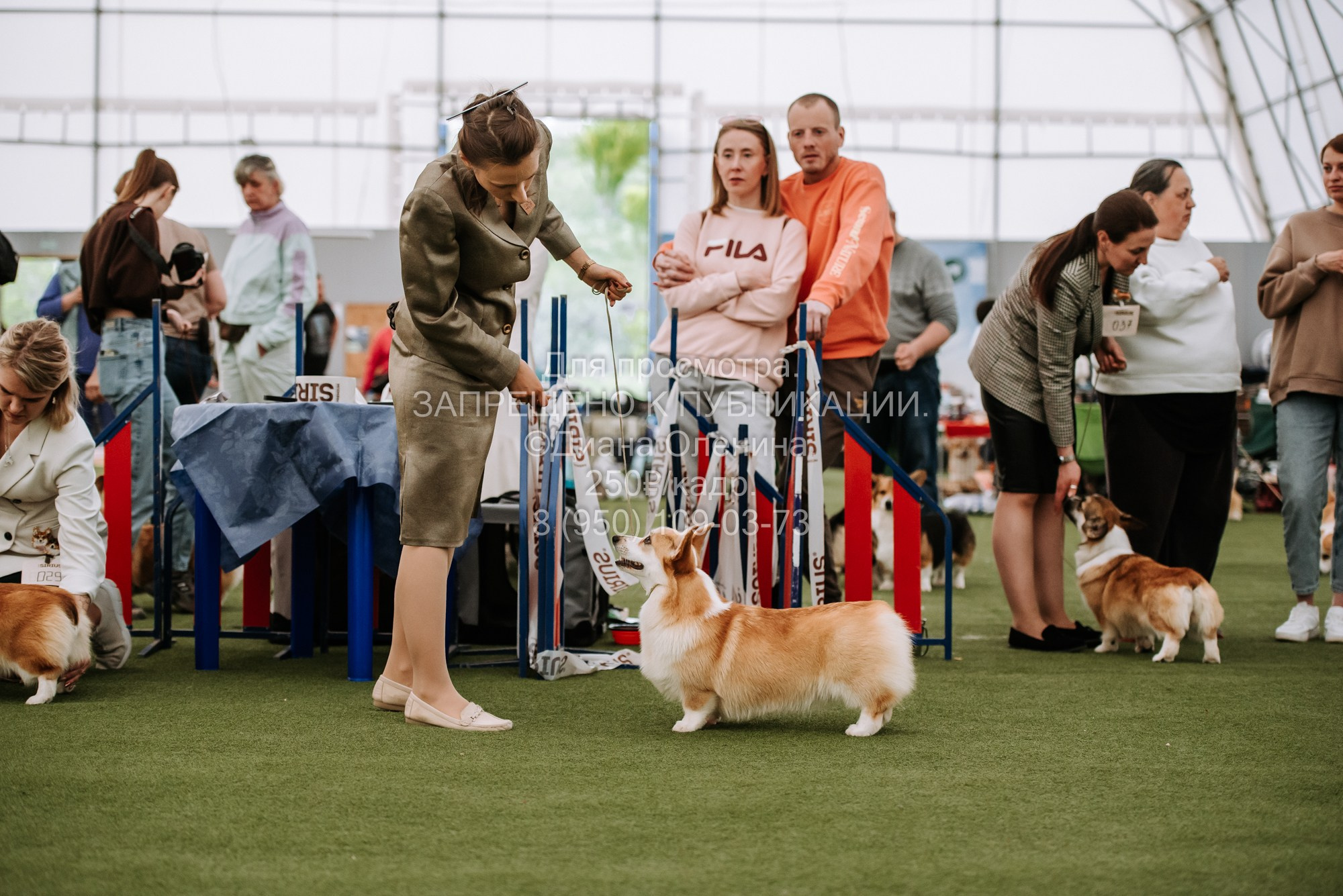 Выставка собак Красноярск 2.06. Фотограф Диана Оленина Красноярск / Братск