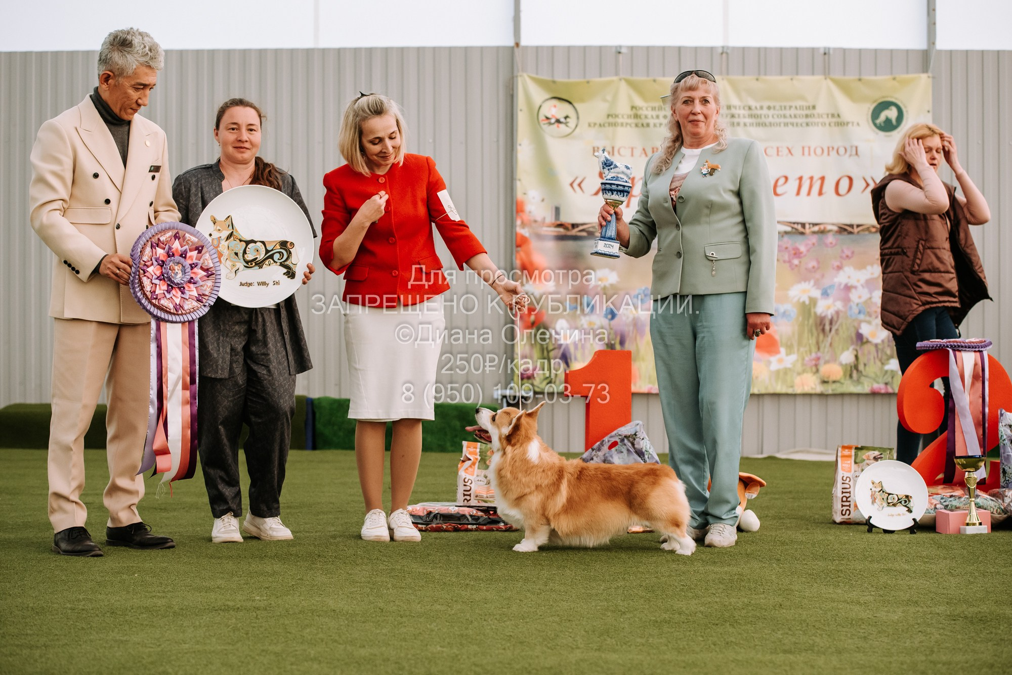 Выставка собак Красноярск 2.06. Фотограф Диана Оленина Красноярск / Братск