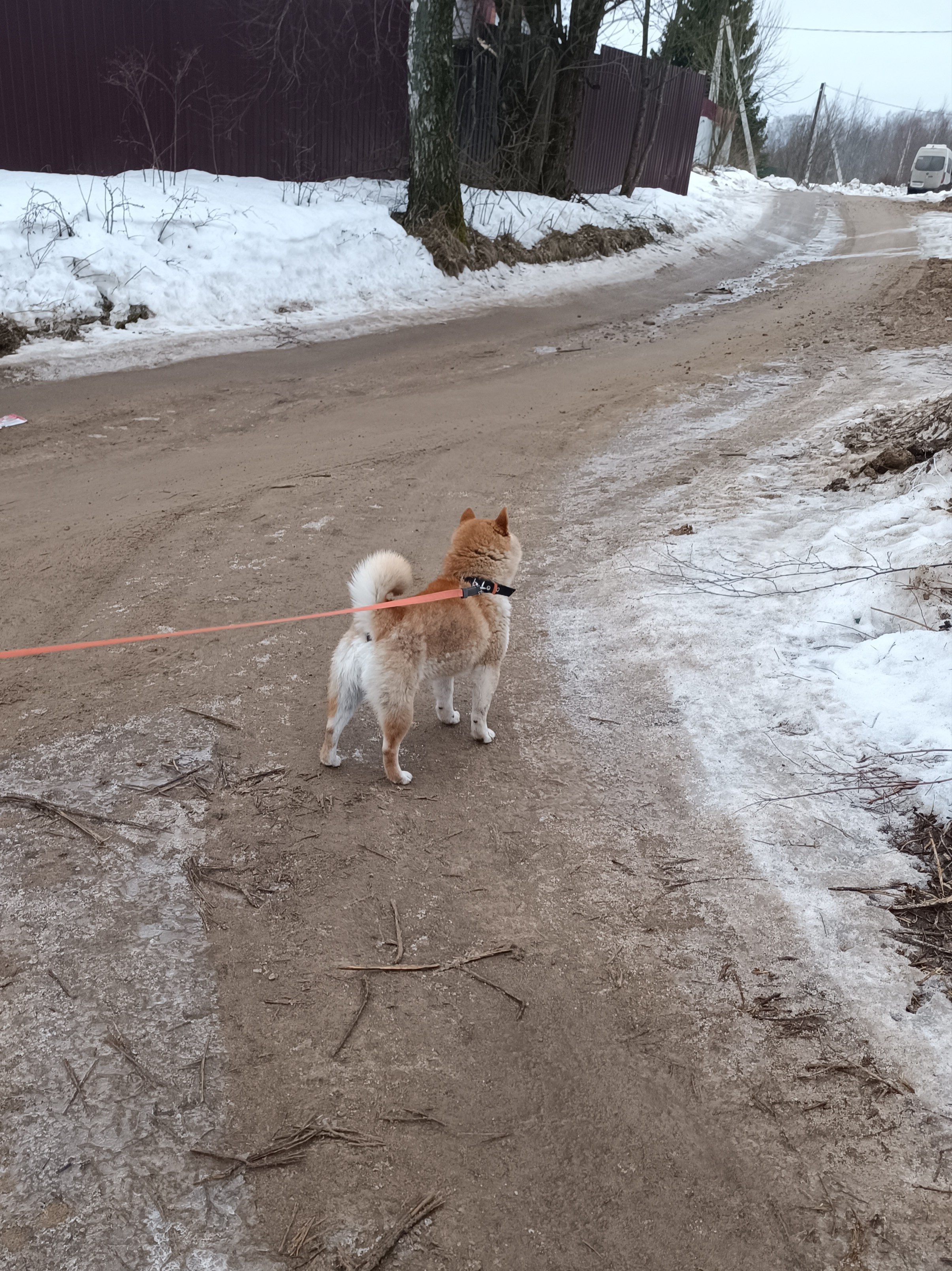 ASTRAVEGAS PRADZHAPATI SAMURAY * КОТ. Американская акита I Сиба ину I Питомник RUBYLIGHT