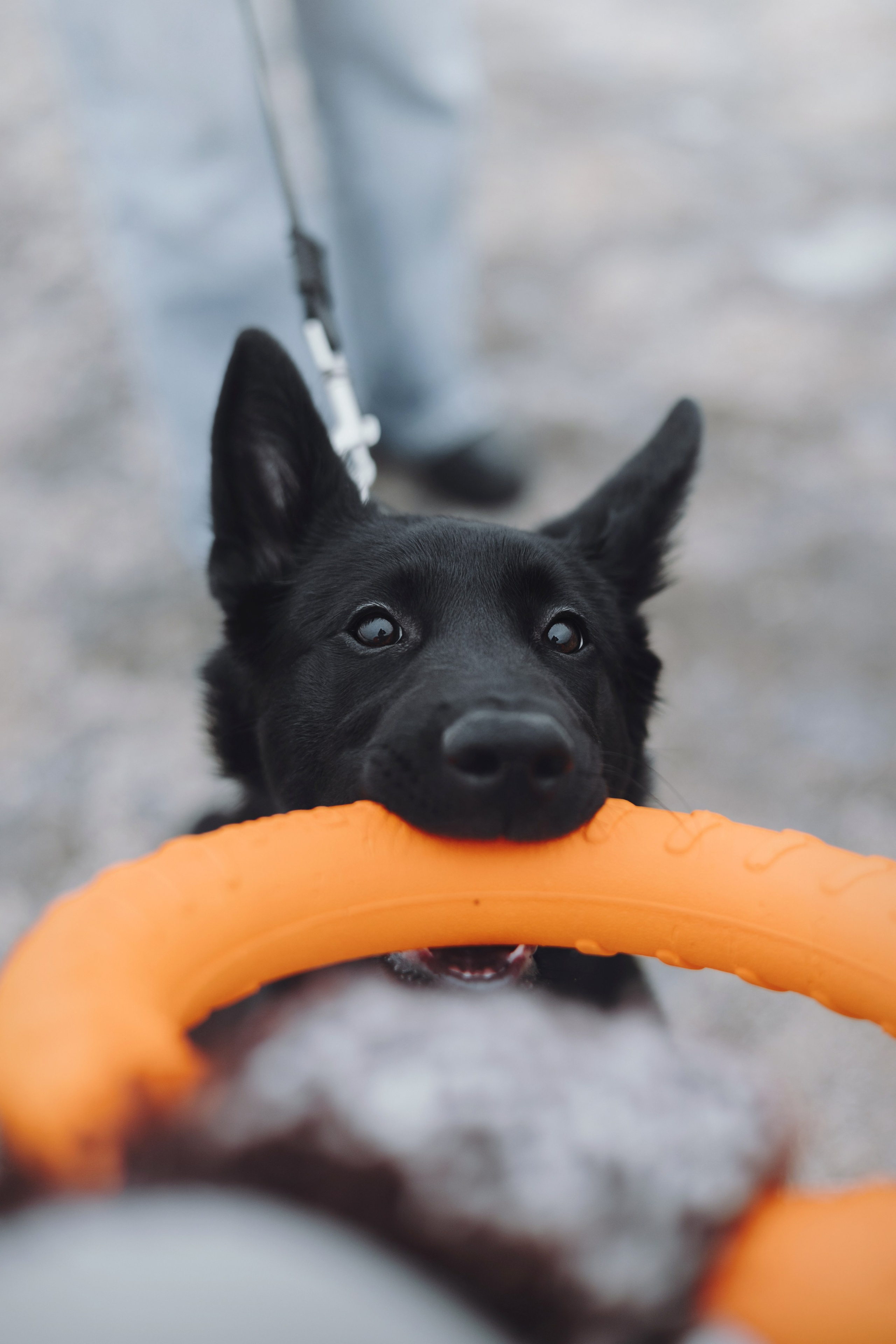 Ксения и Юта. Фотограф — анималист Владивосток, Алина
