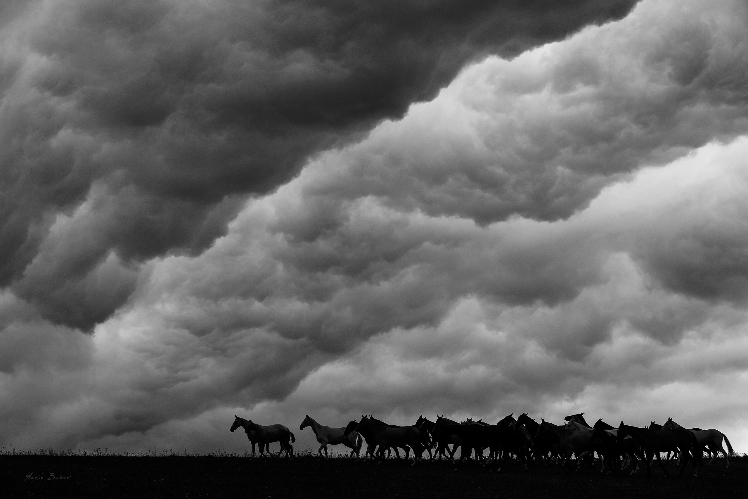 Gallery. Art photos of horses — ARTUR BABOEV | Photographer