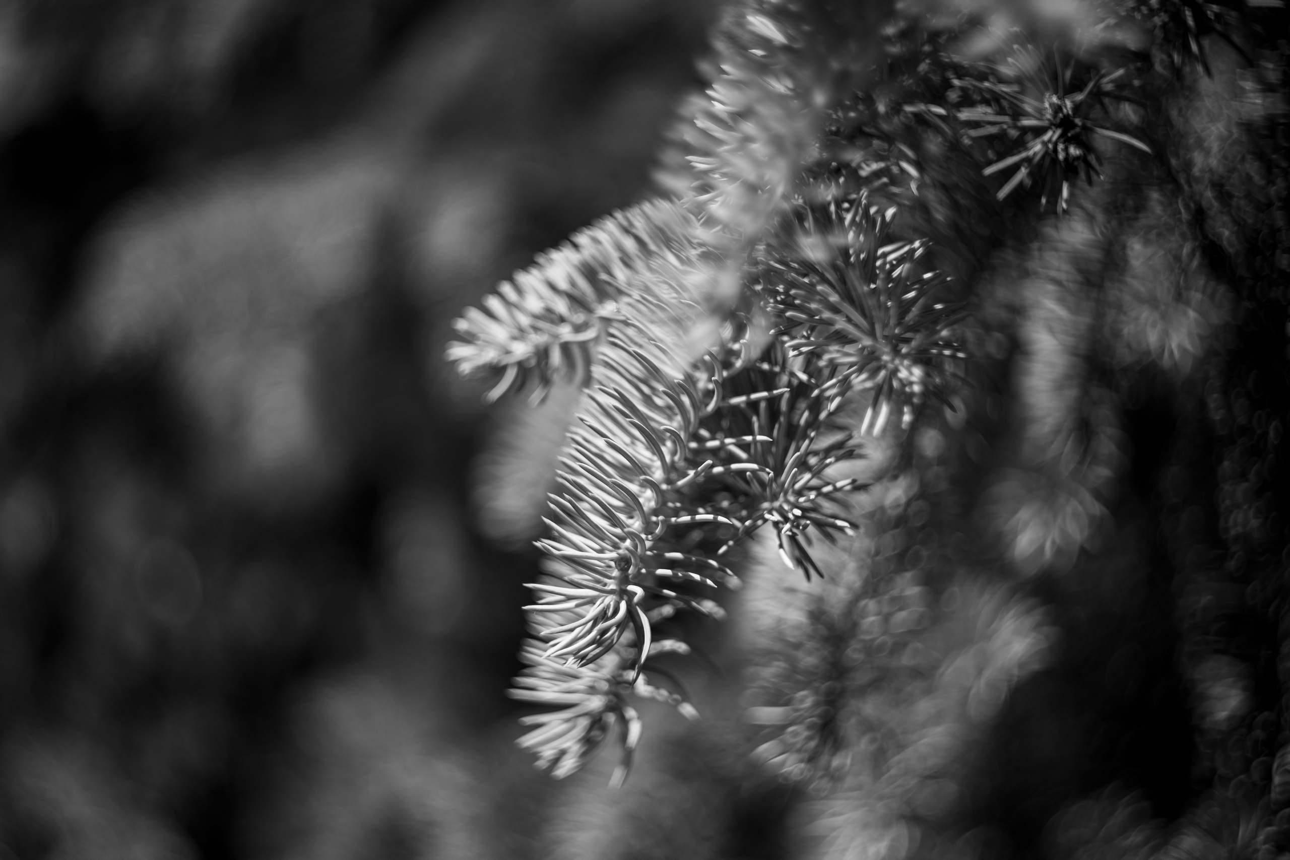 Суздаль 2024. Легкая фотография