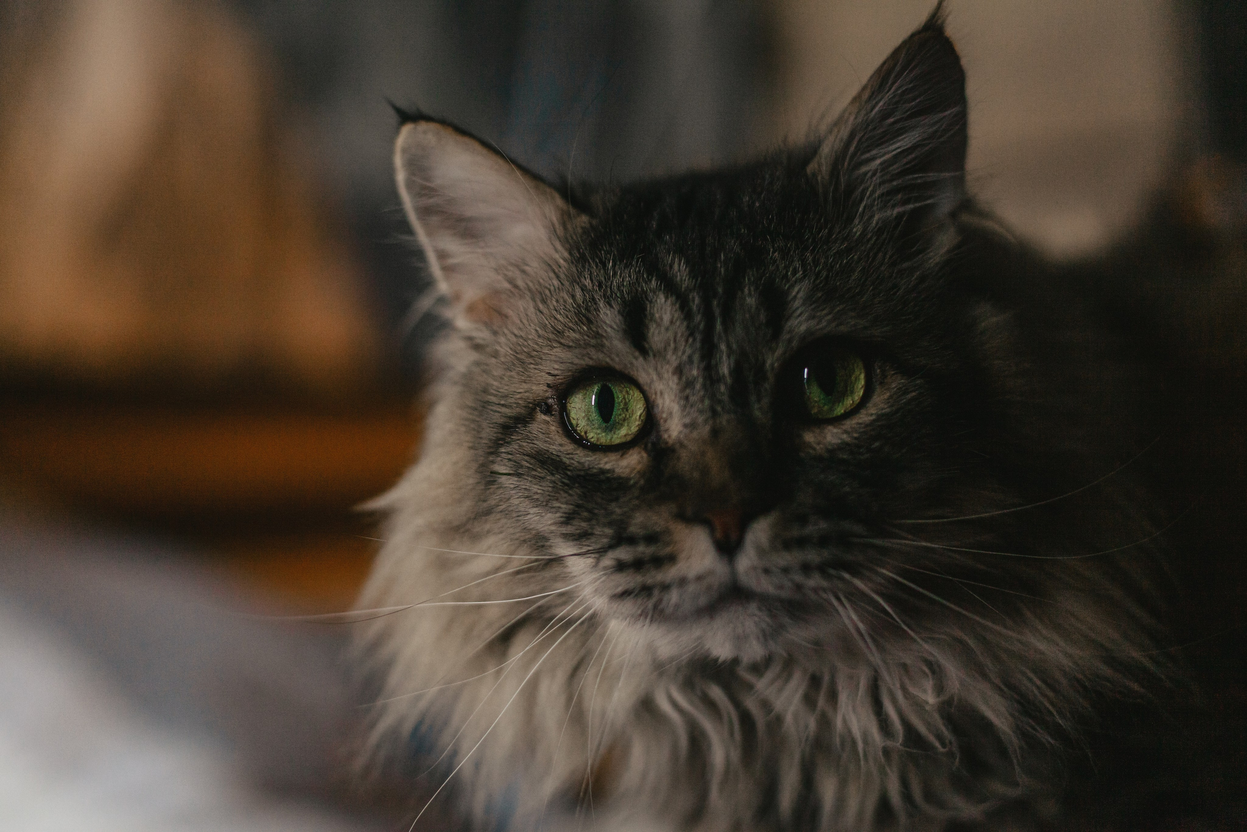 Домашняя фотосессия кота. Фотограф-анималист Татьяна Степанова