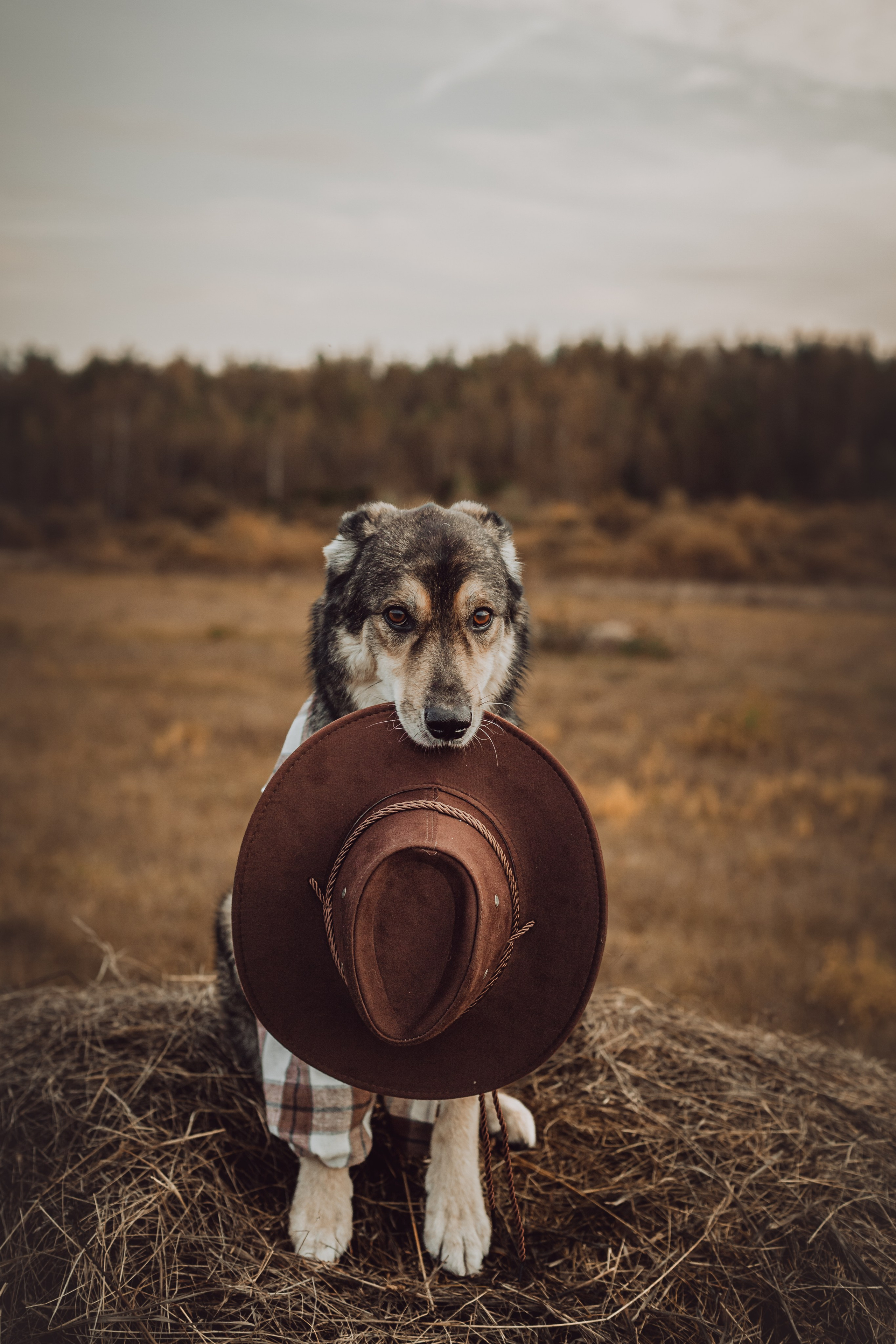 Кантри Дюк. Фотограф-анималист Татьяна Степанова