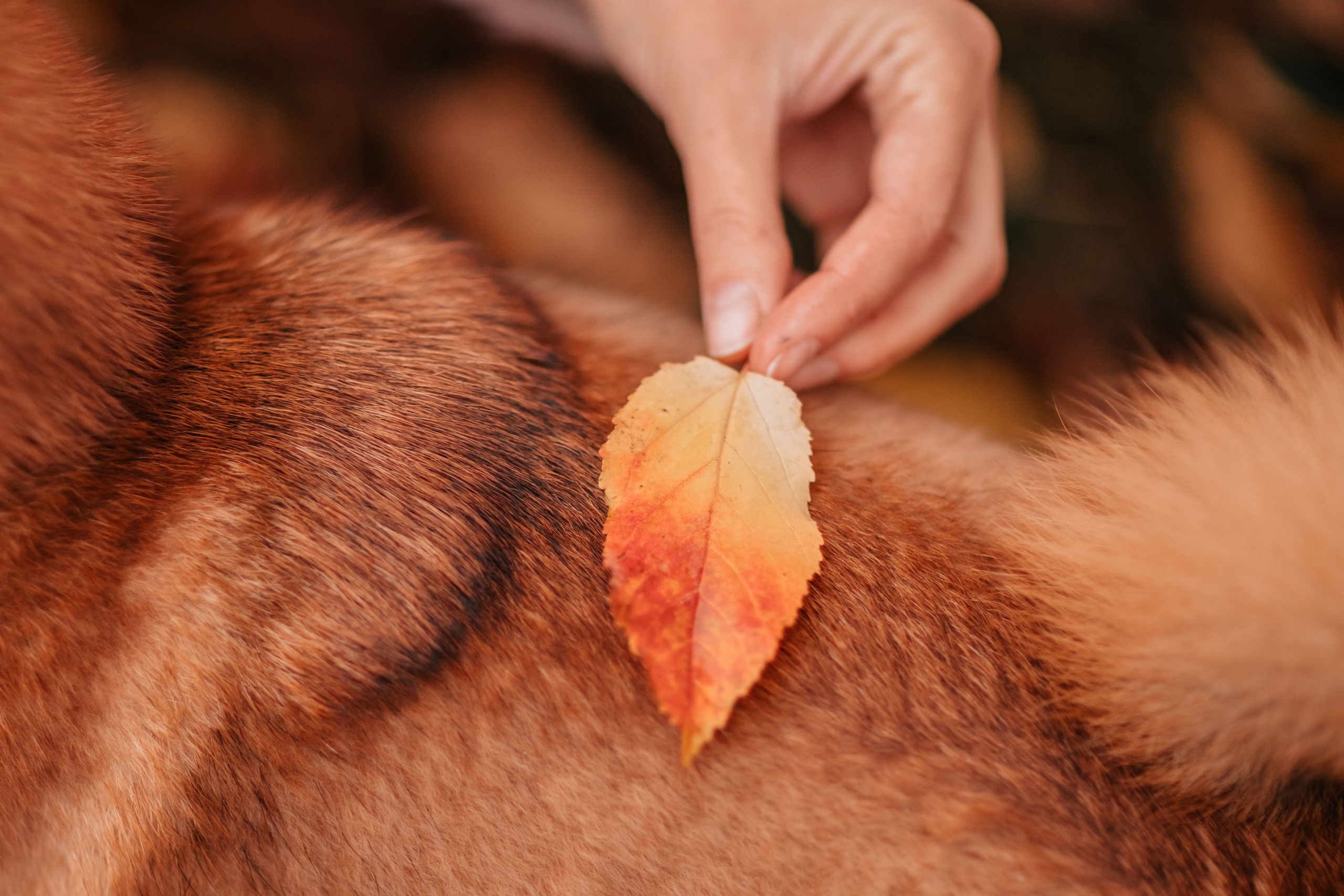 Анна и Айма в осеннем лесу. Семейный фотограф анималист Мария Крючкова