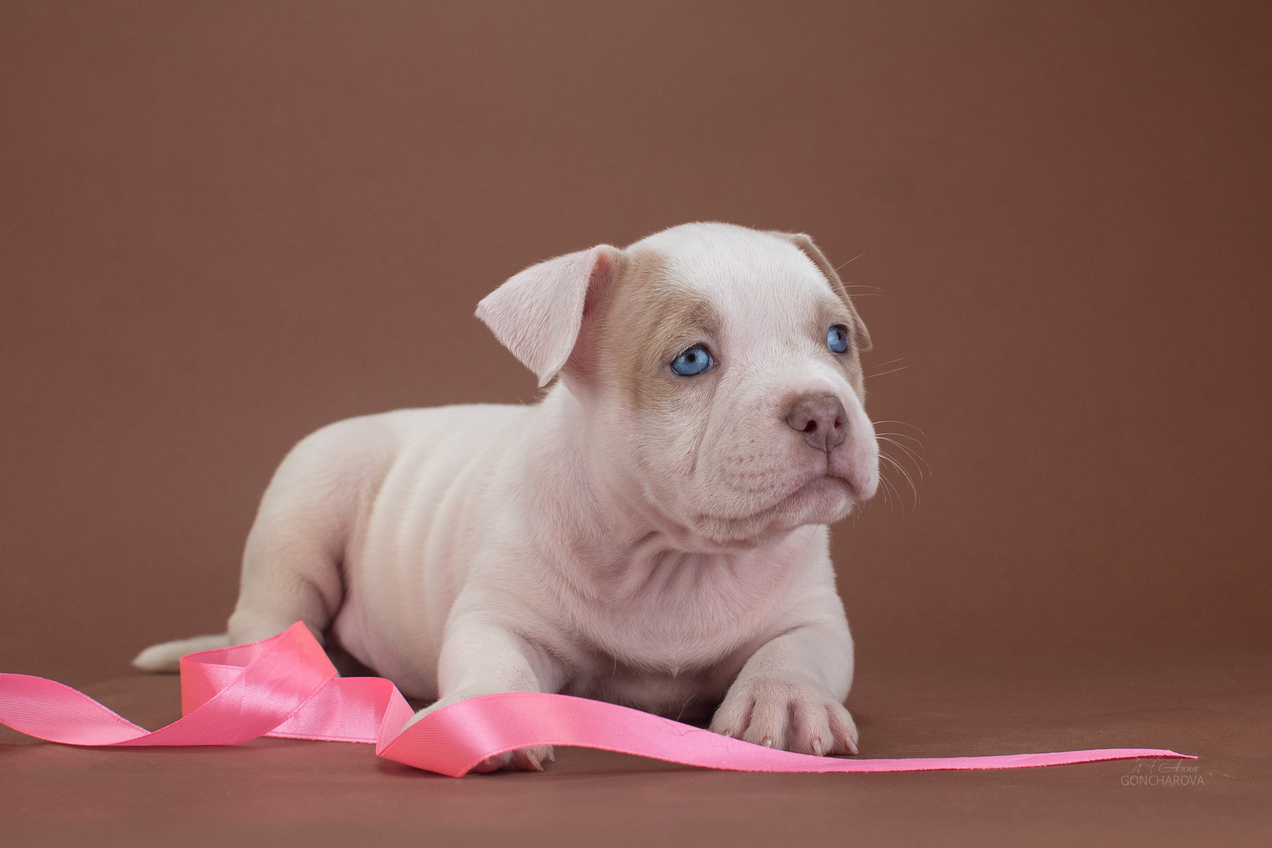 Съемка щенков. Фотограф анималист в Ростове I Гончарова Анна