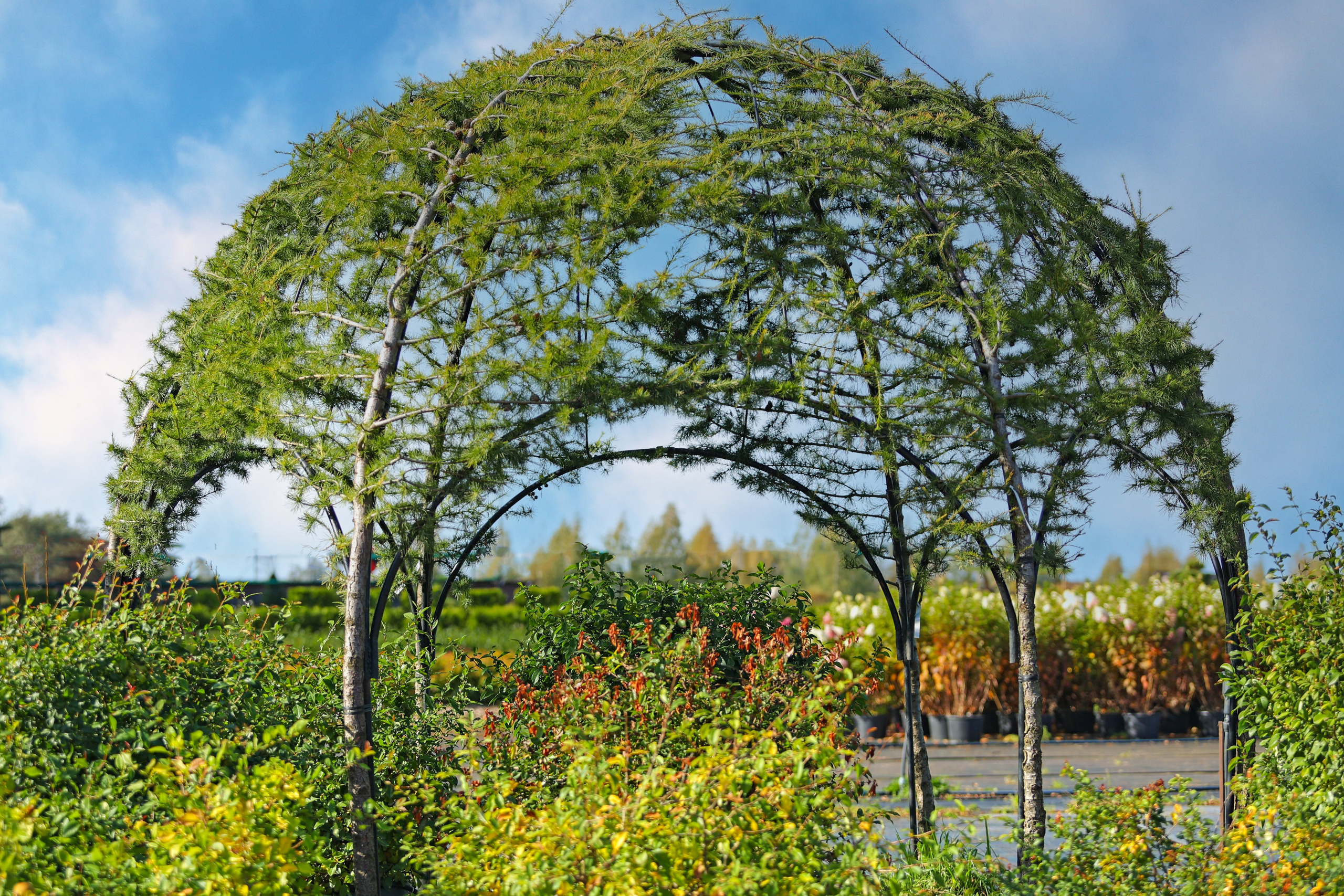 Съемка растений. Интервью для сайта садового центра «Империал Гарден». Ландшафтный фотограф Андрей Лысиков, Москва
