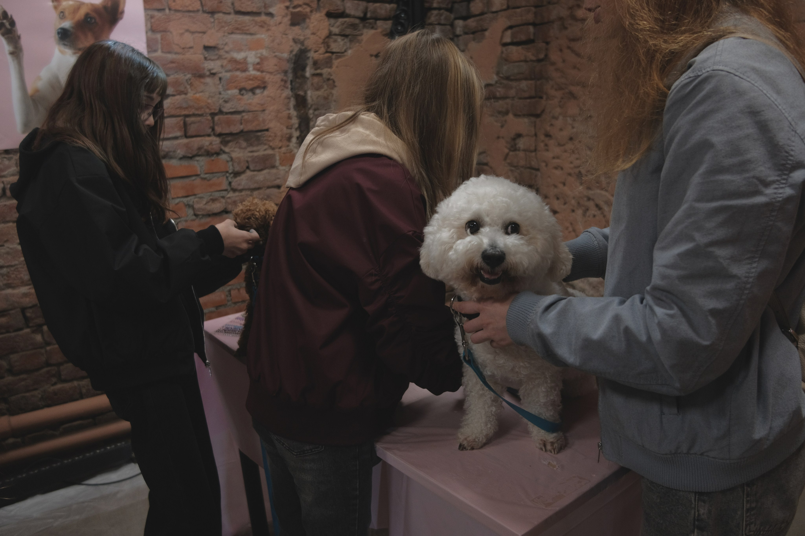 День питомца-донора «Вельвет». Репортажный фотограф в Санкт-Петербурге Даниил Могута