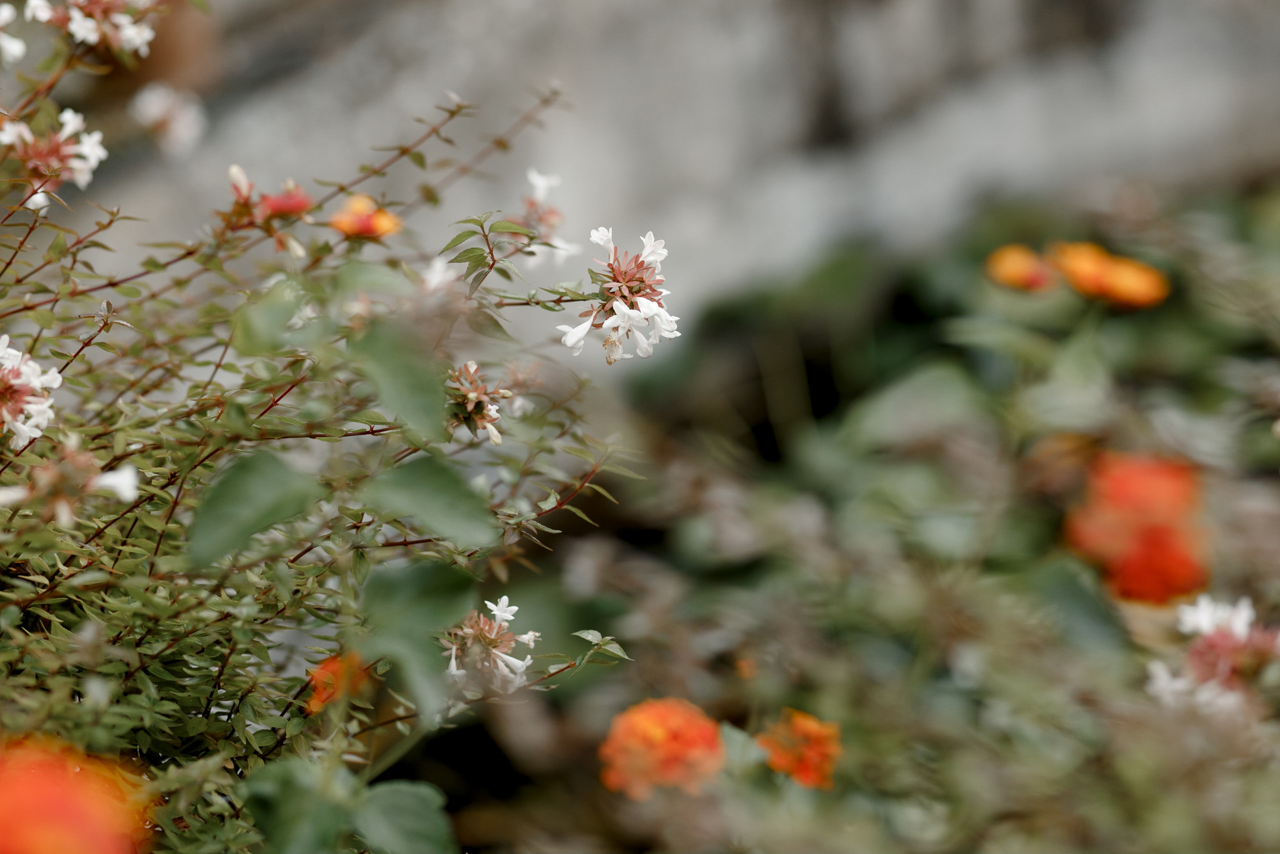 Оля и Иван. Свадебный фотограф Павел Щекин