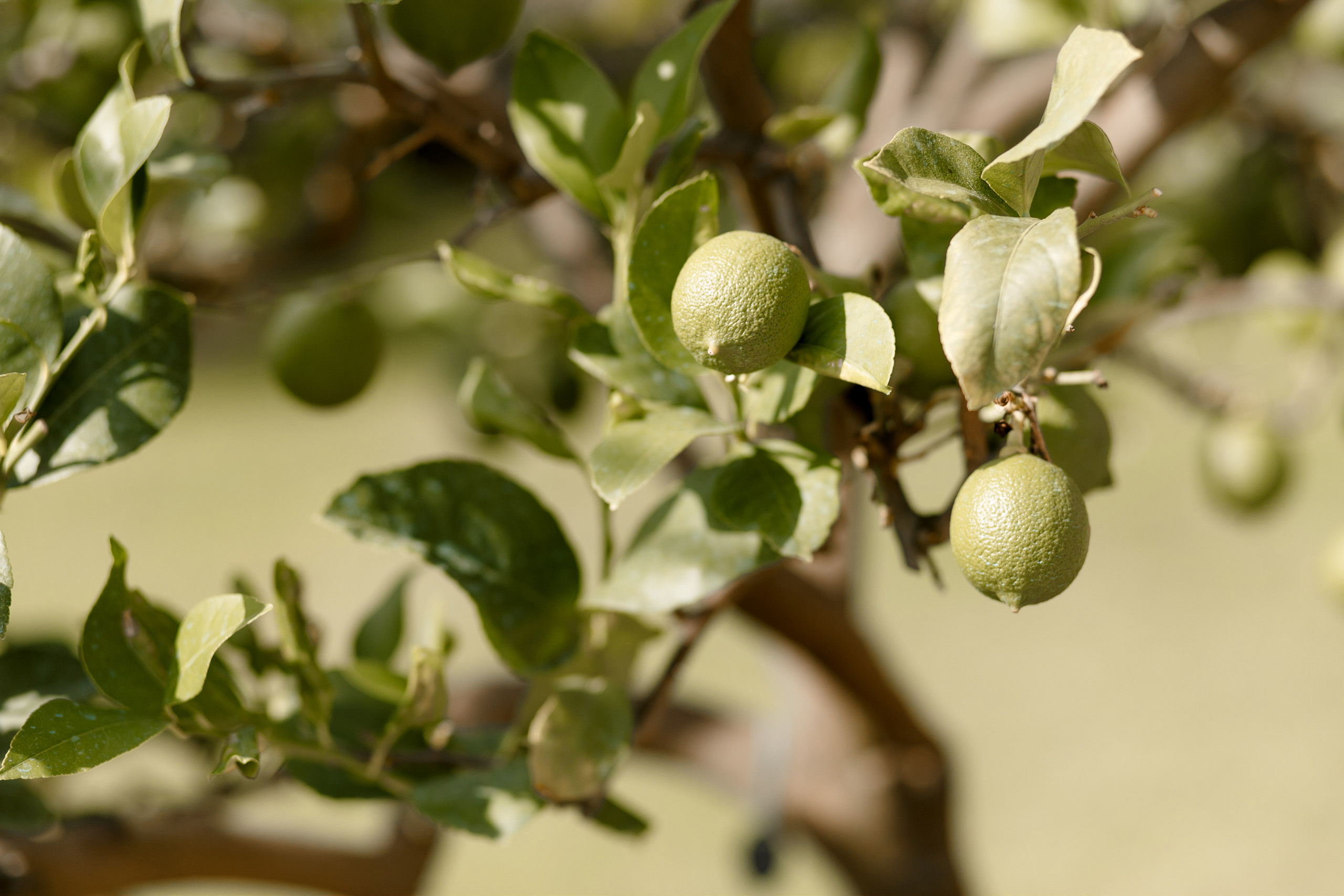 Оля и Иван. Свадебный фотограф Павел Щекин