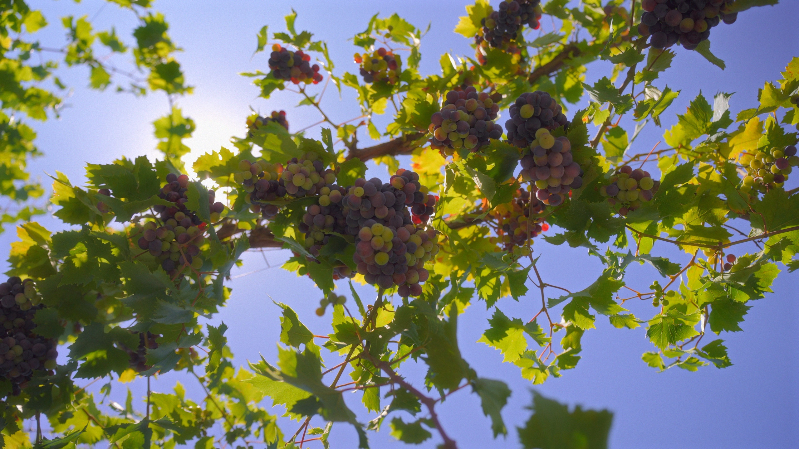 Сергей и Татьяна. Агата Акварель видеограф Сочи Краснодар