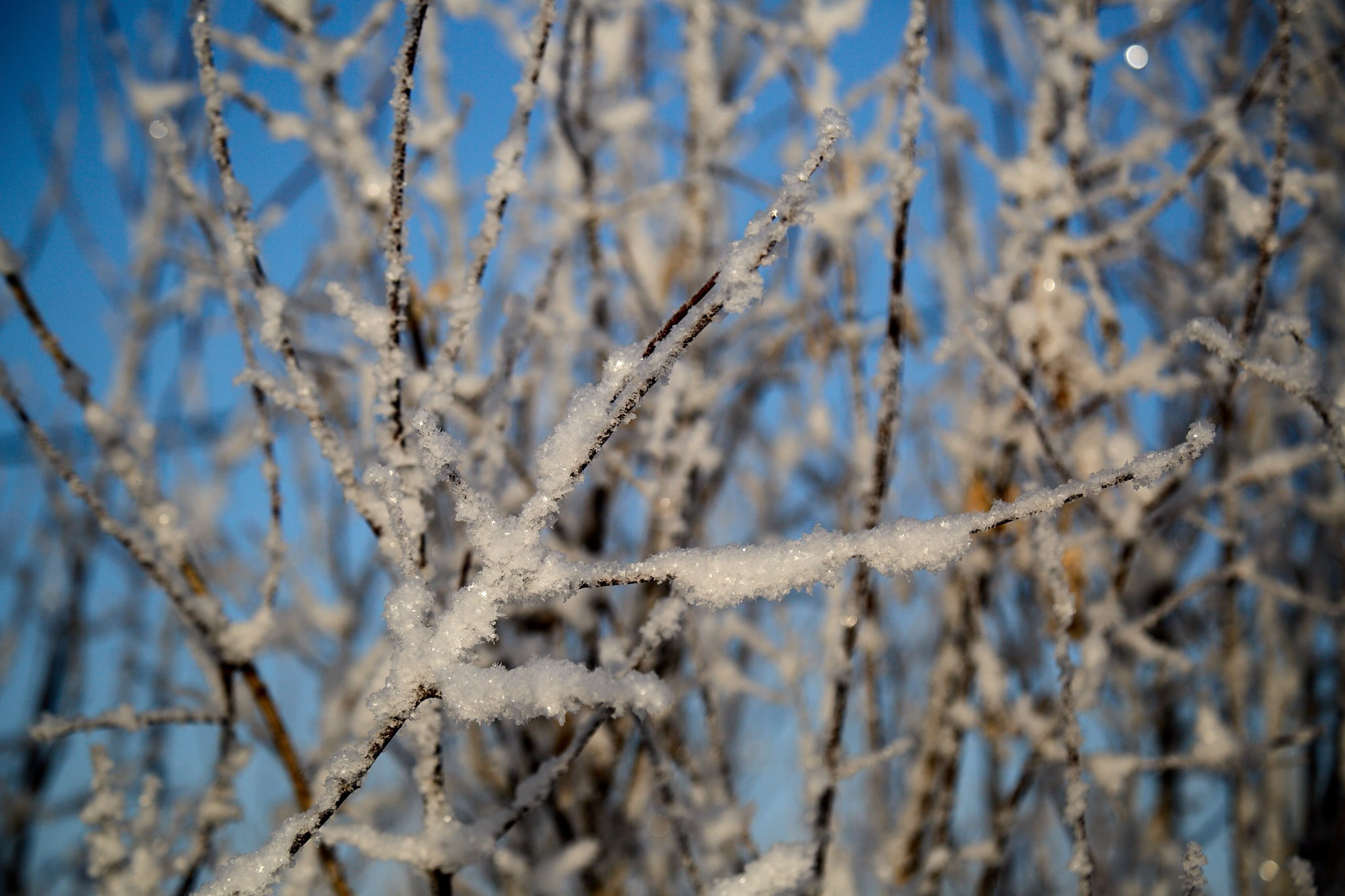 Предновогодняя сказка. Фотограф Омск | Александр Вандеров