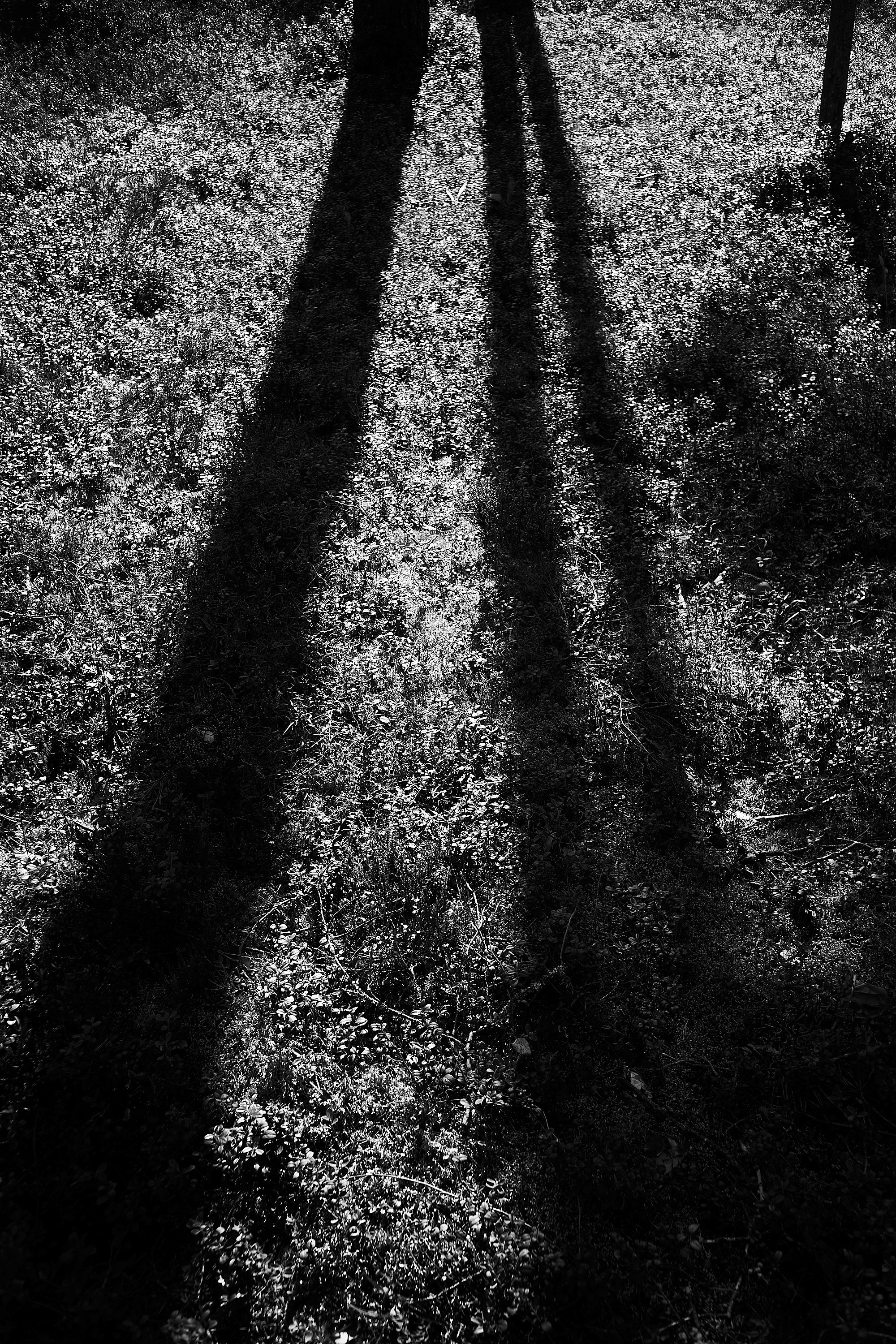 Формы Дерева 22г -…. Фотограф и оператор мероприятий, концертов и портретов в городе Москва