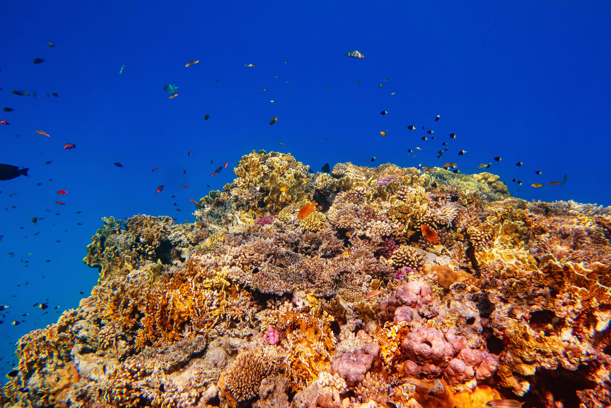 Fish. Фотограф Светлана Голицына