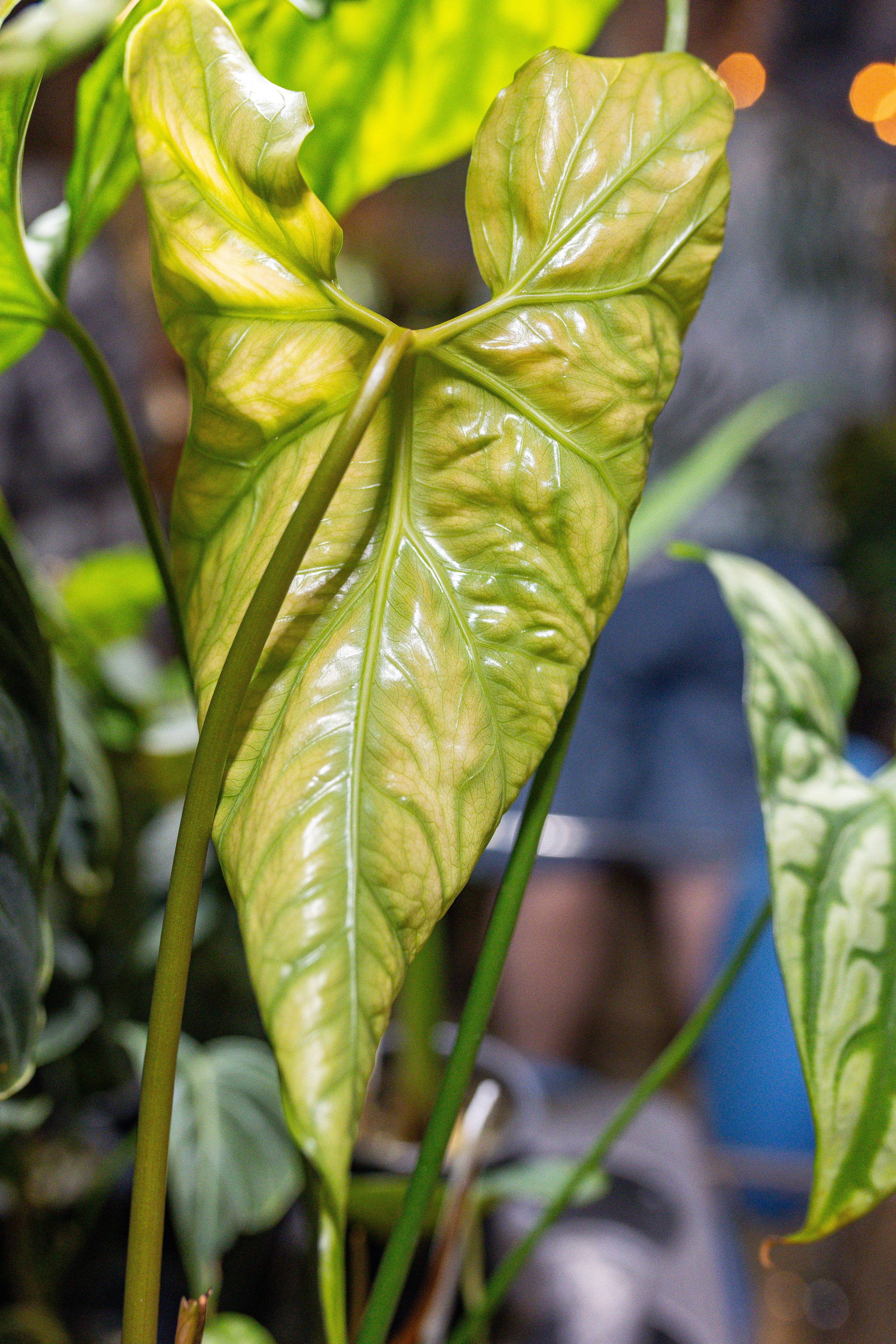 Growbox 5лет. Александра Куликова фотограф, Москва