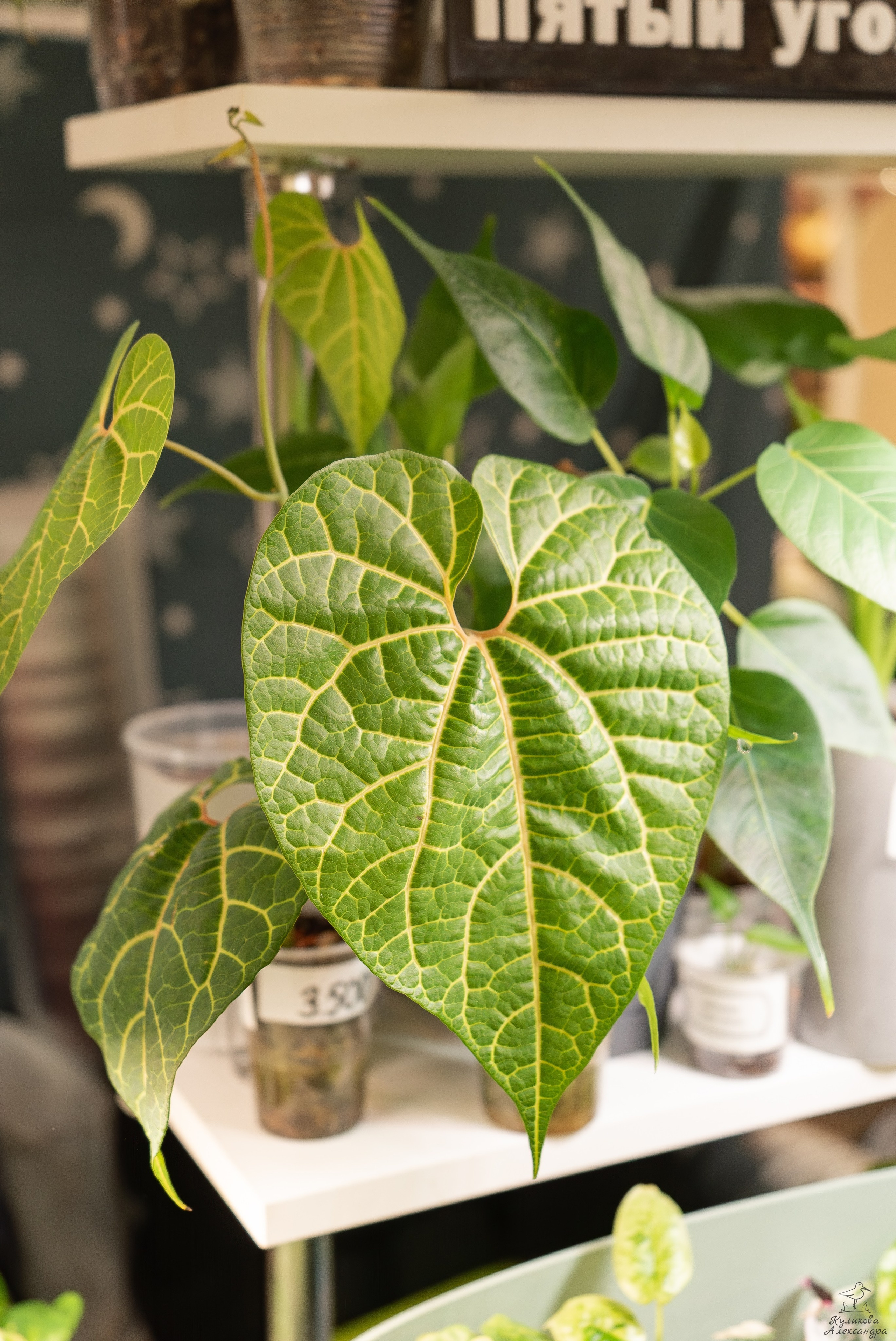 Гроубокс Артплей апрель. Александра Куликова фотограф, Москва