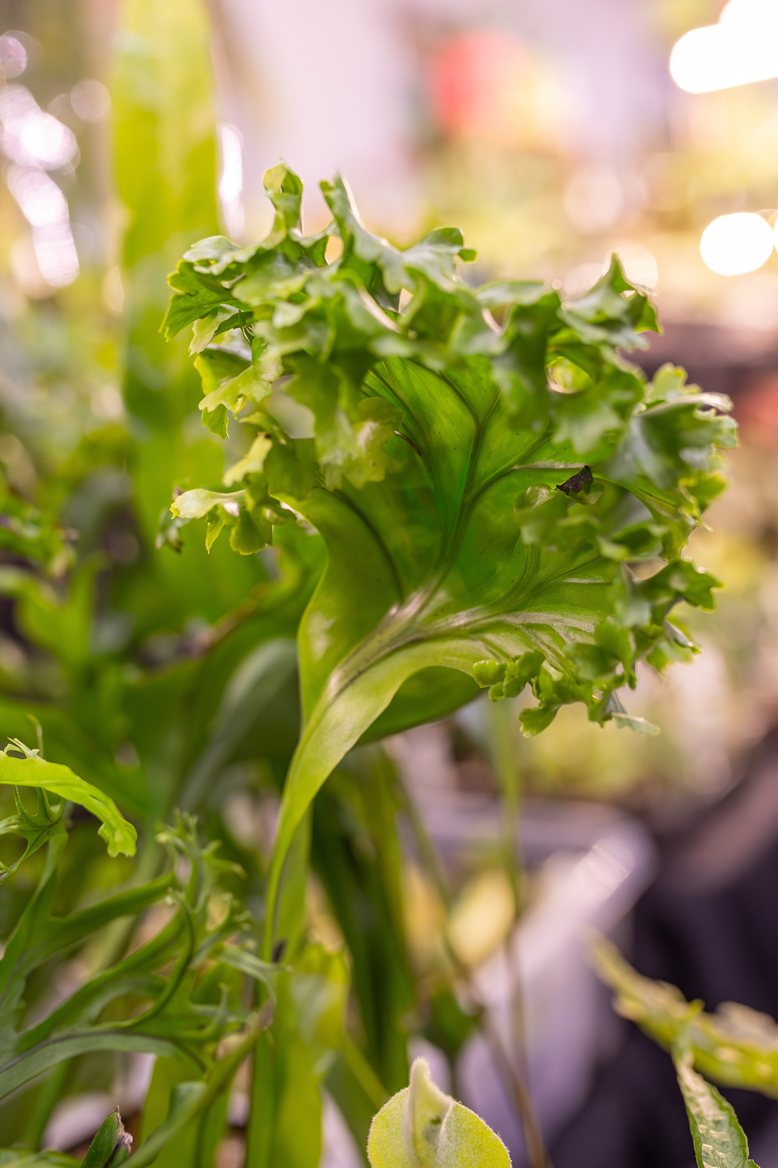 Монстериум 11–12 октября. Александра Куликова фотограф, Москва