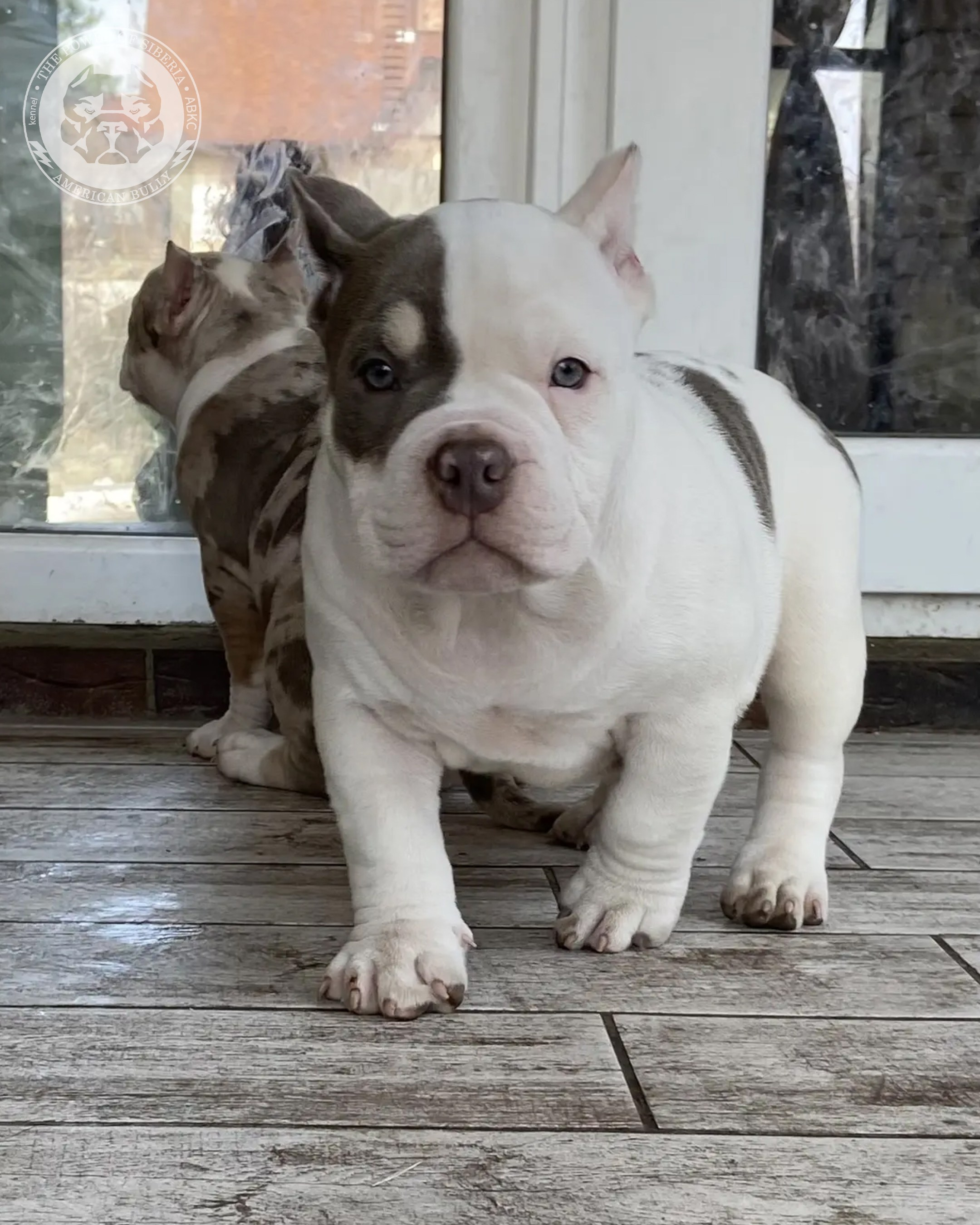 Свободные щенки Американский Булли, в типах покет, классик, стандарт. Американский Булли в г. Ростов-на-Дону. Питомник THE POWER OF SIBERIA
