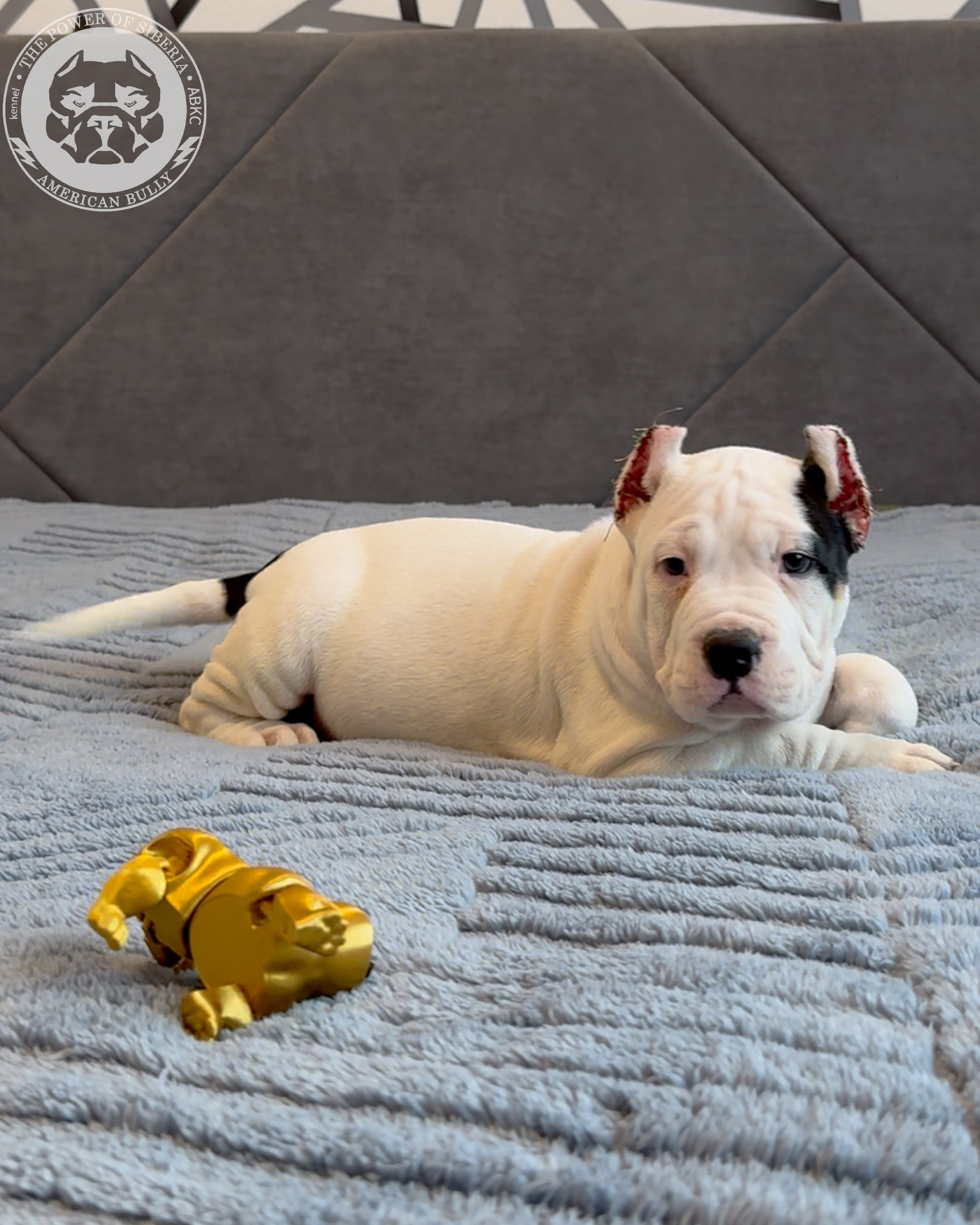 Свободные щенки Американский Булли, в типах покет, классик, стандарт. Американский Булли в г. Ростов-на-Дону. Питомник THE POWER OF SIBERIA