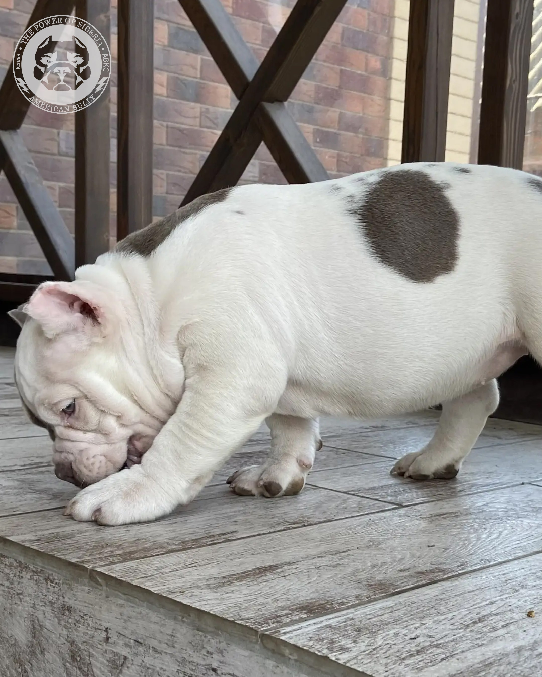 Свободные щенки Американский Булли, в типах покет, классик, стандарт. Американский Булли в г. Ростов-на-Дону. Питомник THE POWER OF SIBERIA