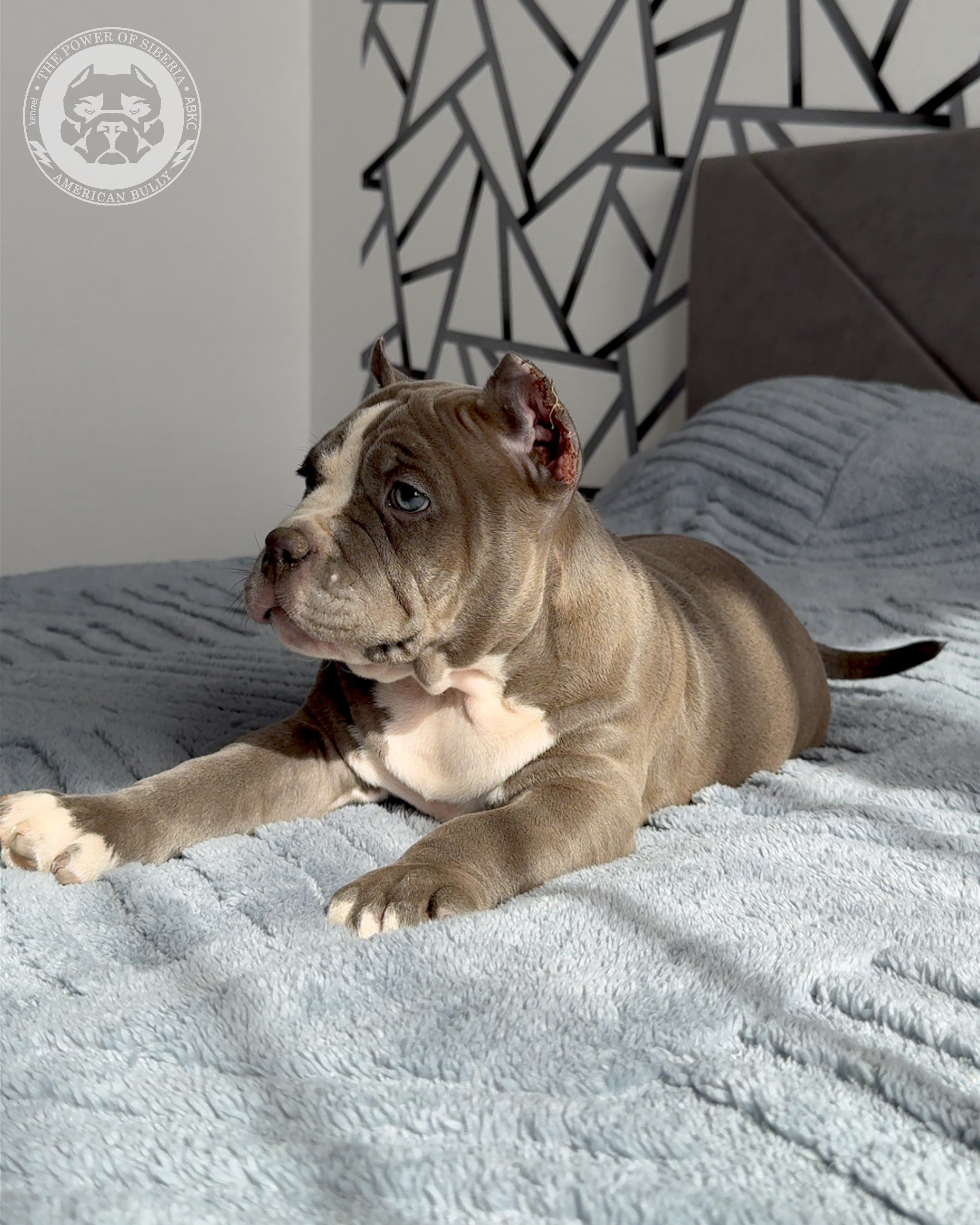 29.12.25-Терри-Локо. Американский Булли в г. Ростов-на-Дону. Питомник THE POWER OF SIBERIA