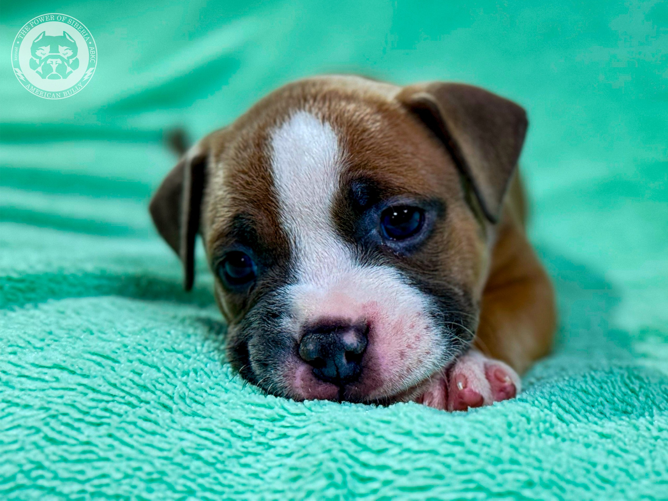 Свободные щенки Американский Булли стандарт и Свободные щенки Американский Булли классик. Американский Булли в г. Ростов-на-Дону. Питомник THE POWER OF SIBERIA