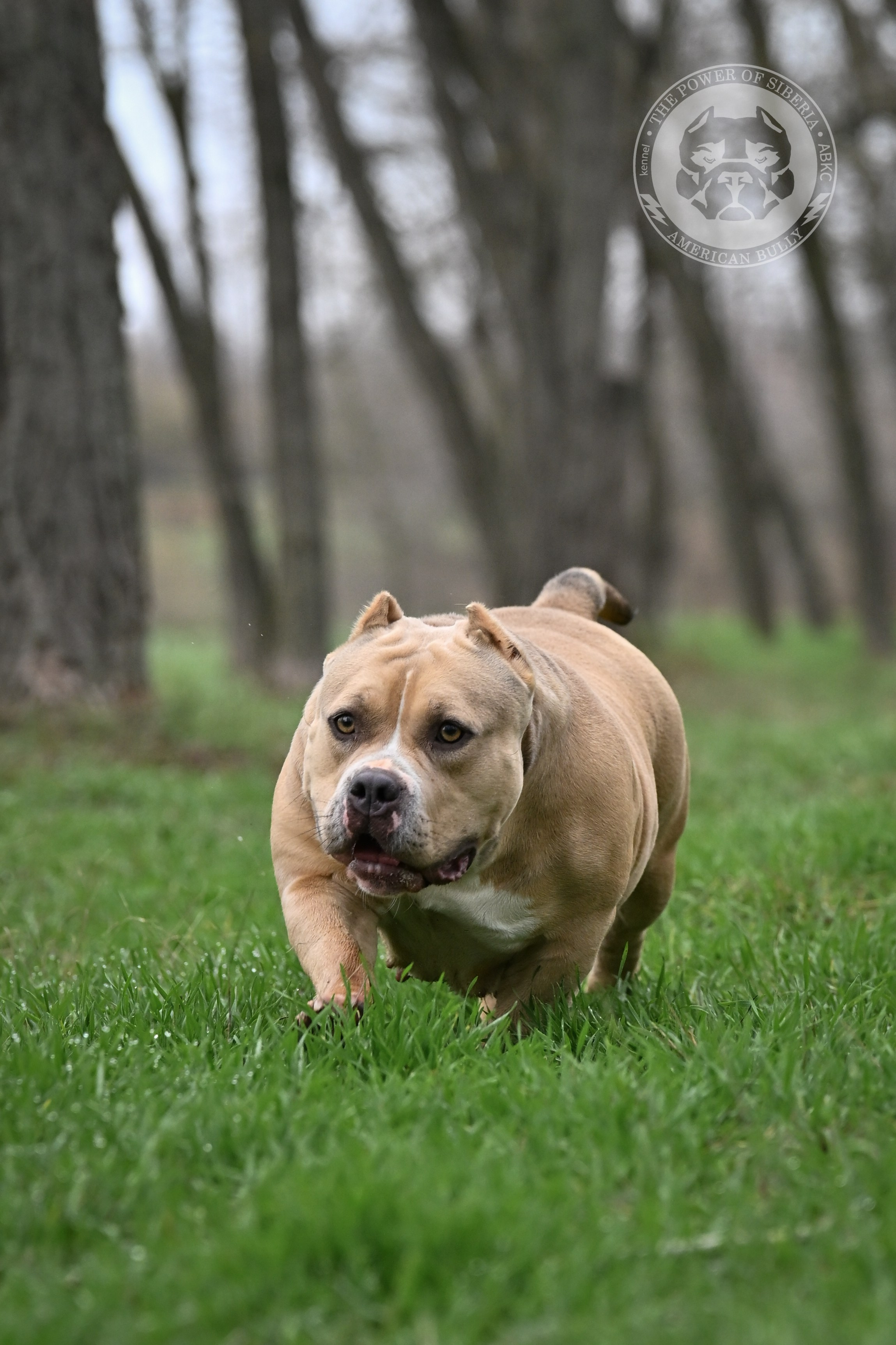 продажа щенков American Bully в Астрахани