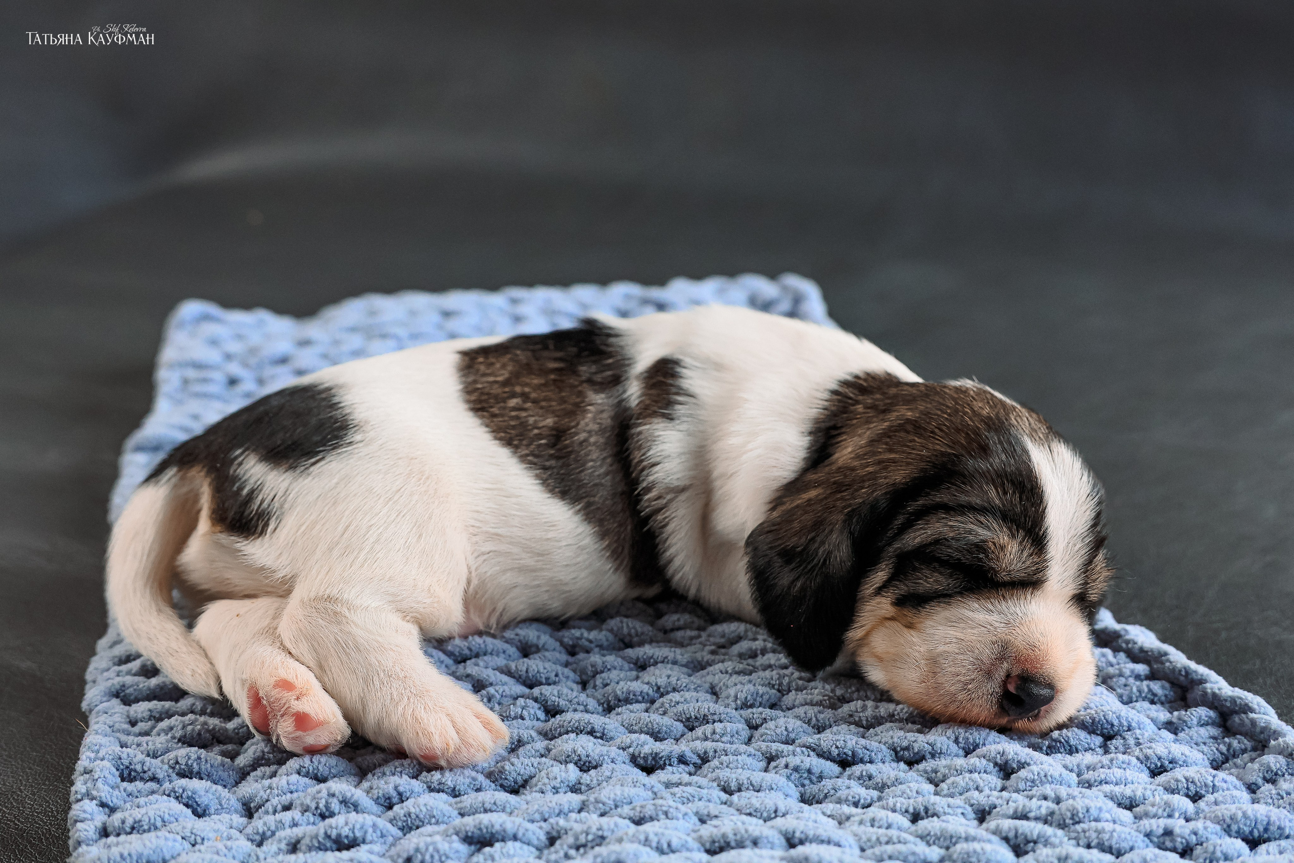 Малые вандейские бассет гриффоны. PVBG. Petit vandeen basset griffon, щенки в новосибирске. Питомник White Rivendel