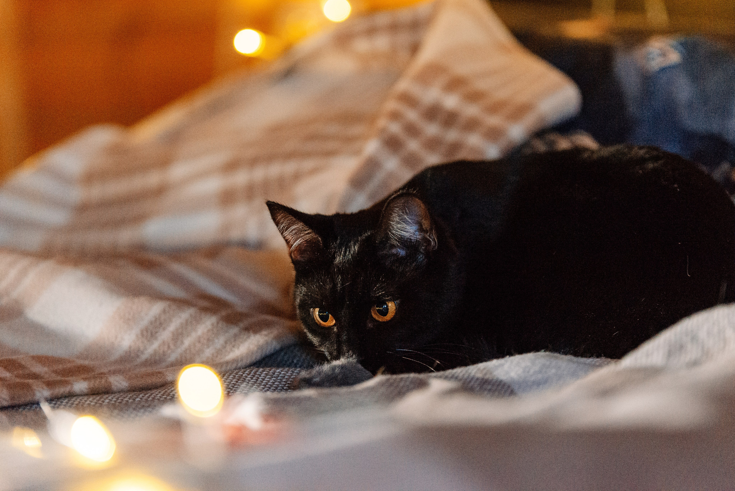 Питомец в кадре. Фотограф-анималист Анастасия Парфенова|Екатеринбург