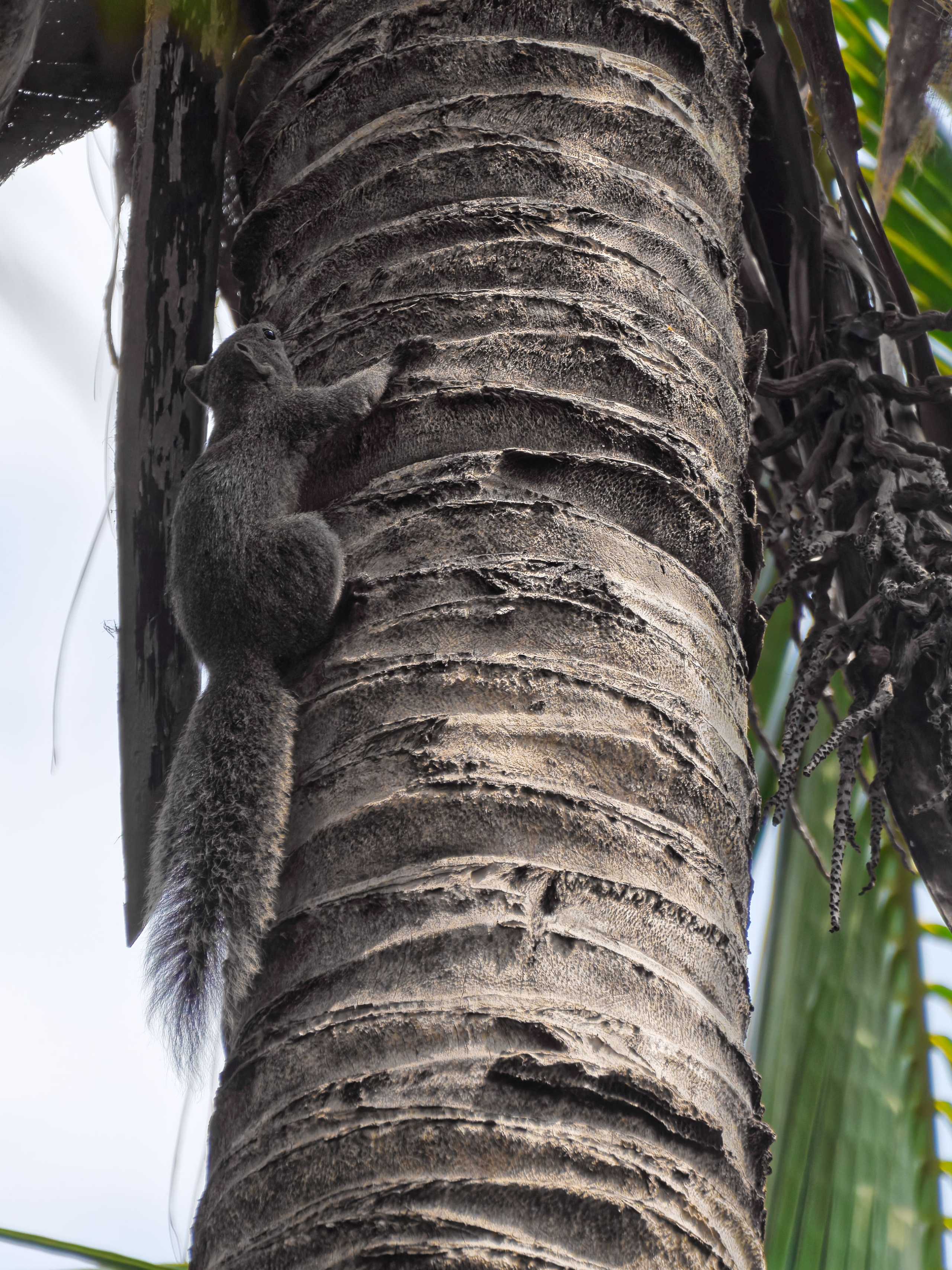 Хайнань 2026, белки. Фотопрогулки по Миру