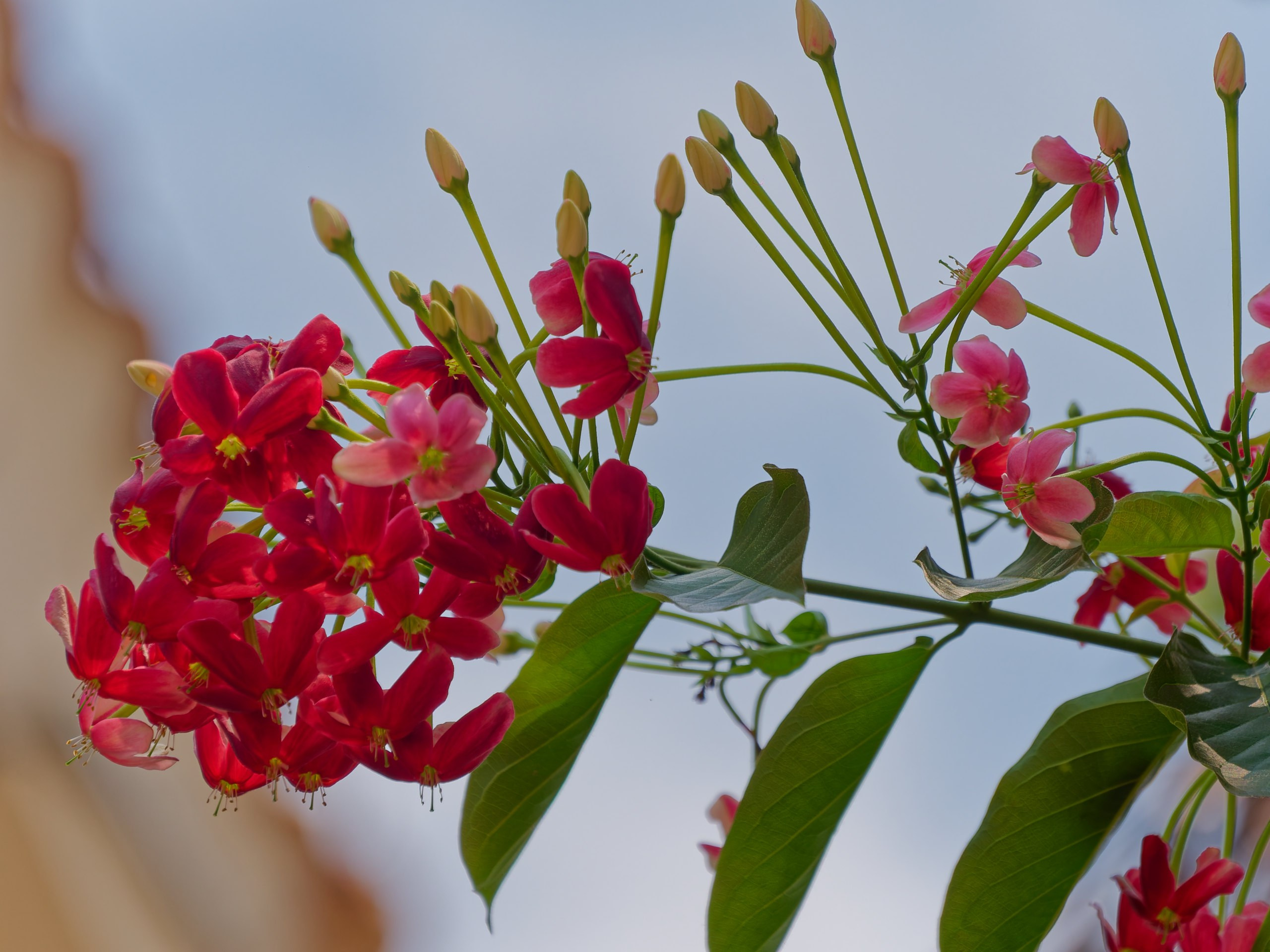 Хайнань 2026, флора, цветы и деревья. Фотопрогулки по Миру