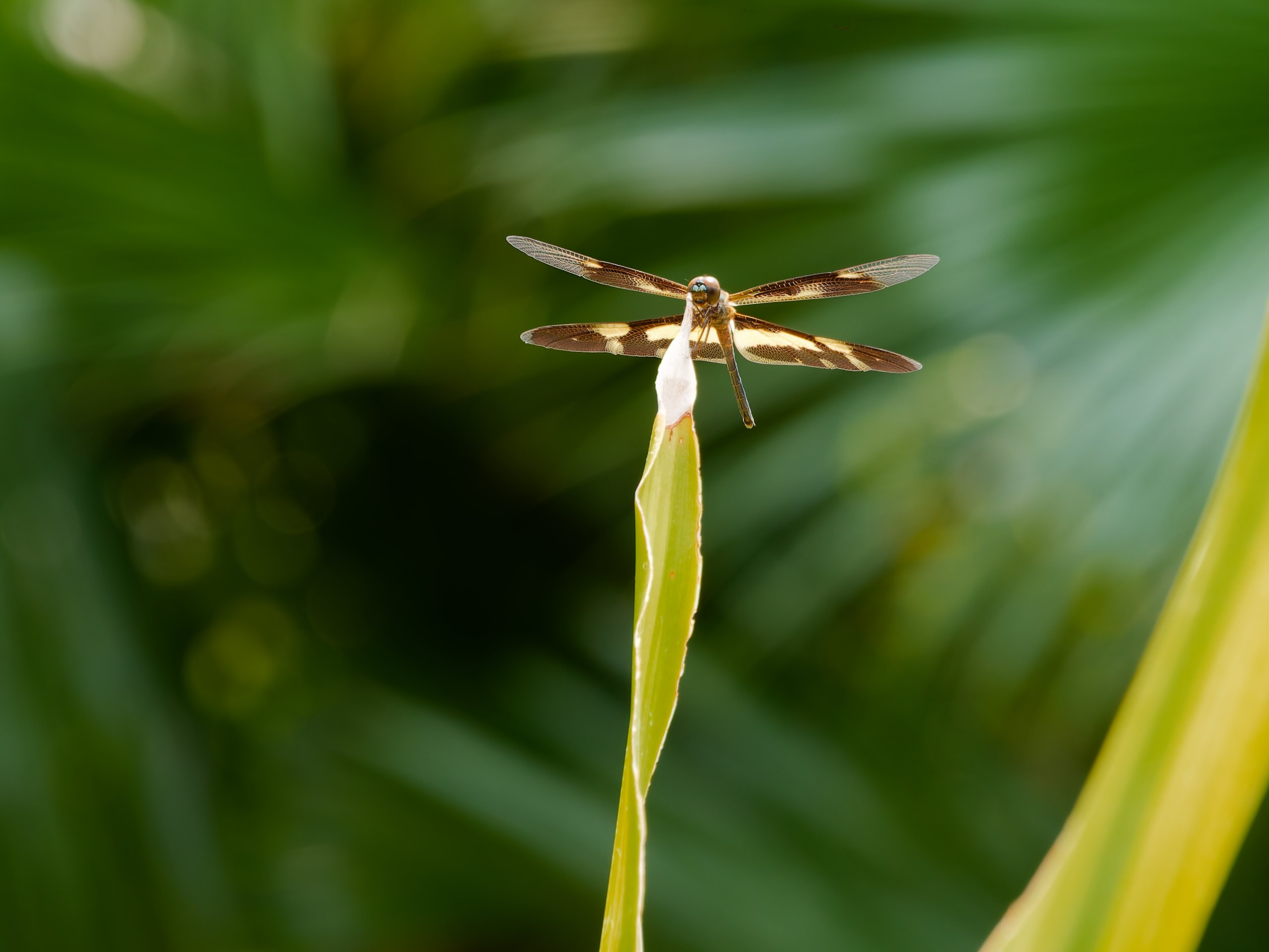 Хайнань 2026, прочая фауна, насекомые. Фотопрогулки по Миру