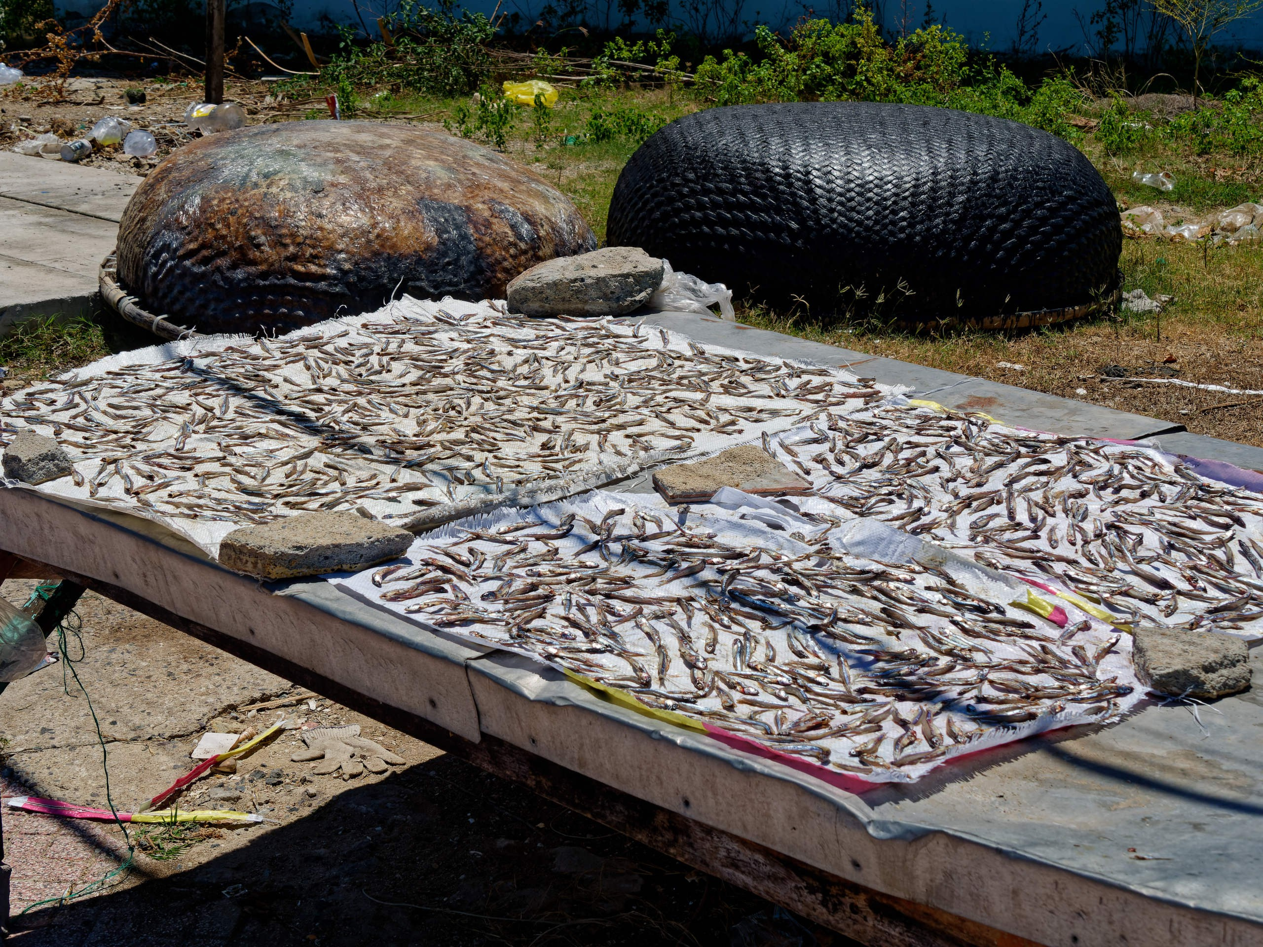 Нячанг 2025 (3). Избранные фотографии