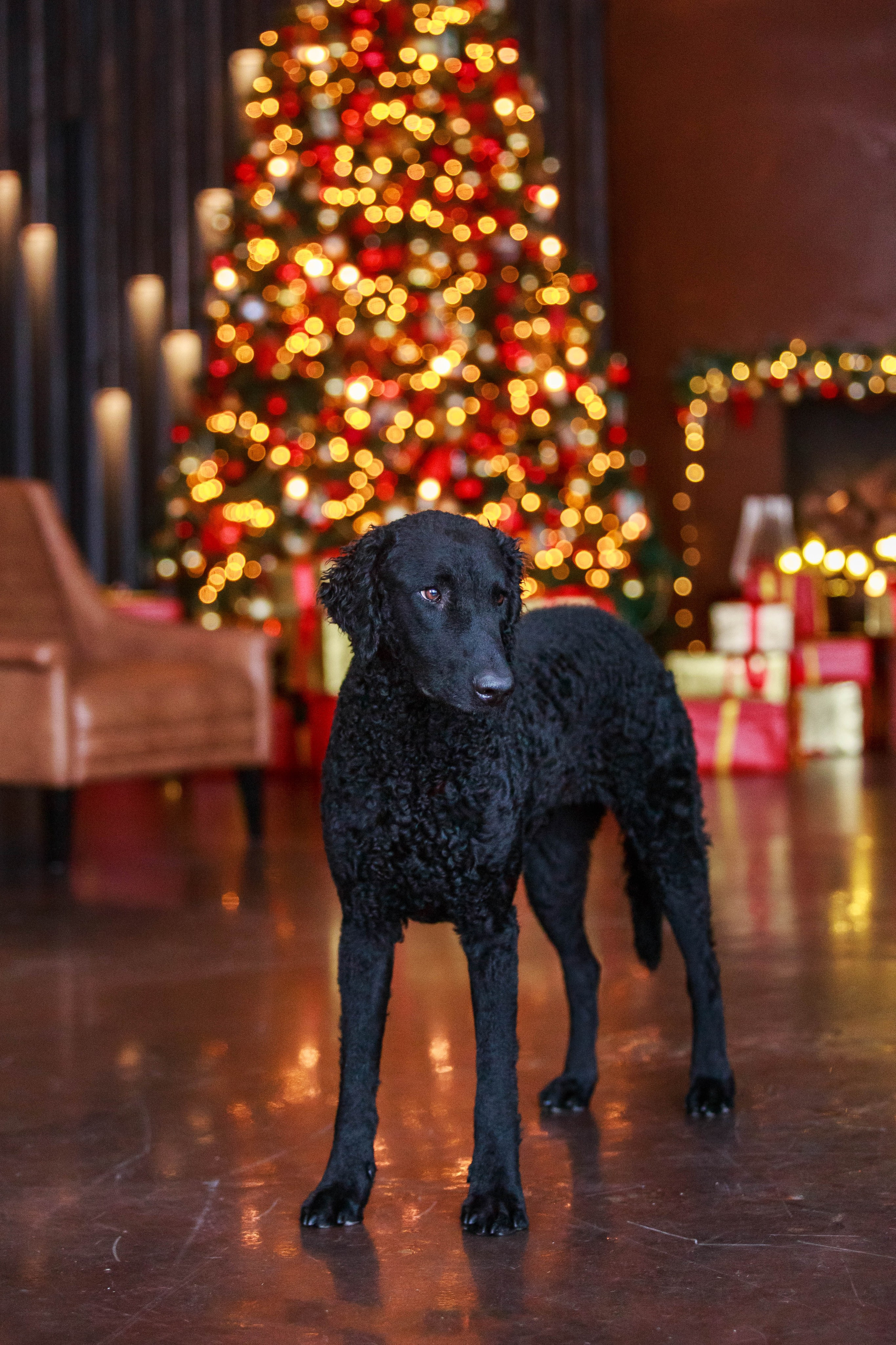 Лабрадор ретривер и курчавошерстный ретривер фотосессия на Новый год в фотостудии. Семейный и детский фотограф в Москве Мария Быкова