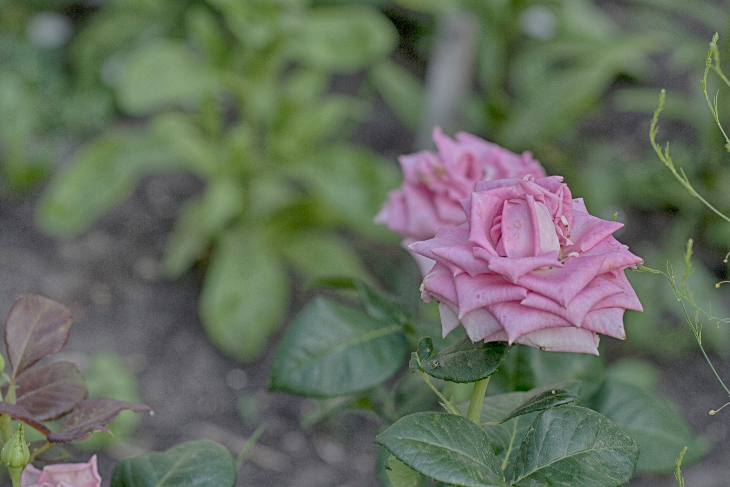 Природа. Команда фотографов Кристины Ивановой