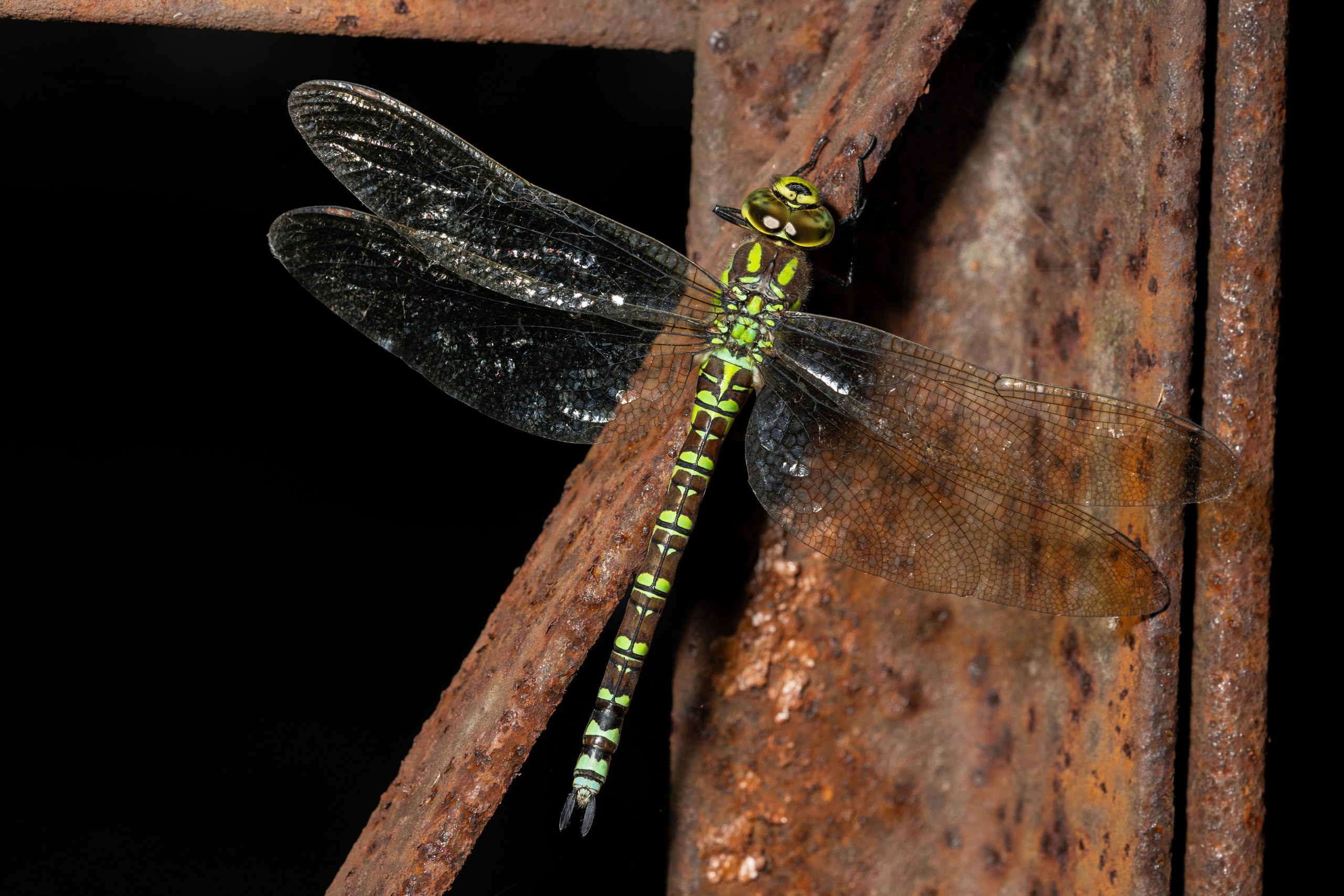 Фотографии животных Виктор Степанов. Фотограф Виктор Степанов