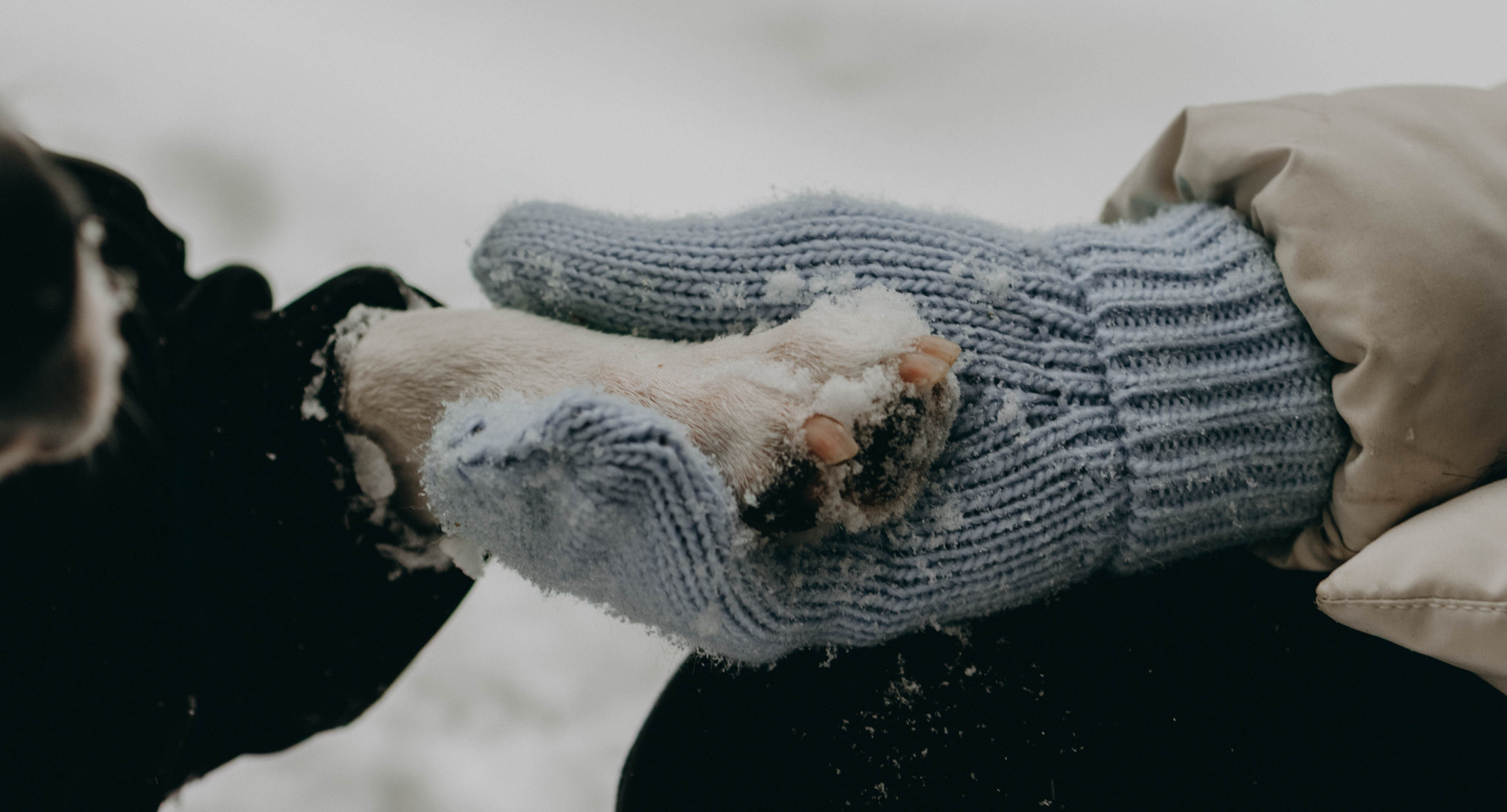 Даша и Шива. Фотограф-анималист в Екатеринбурге | Кристина