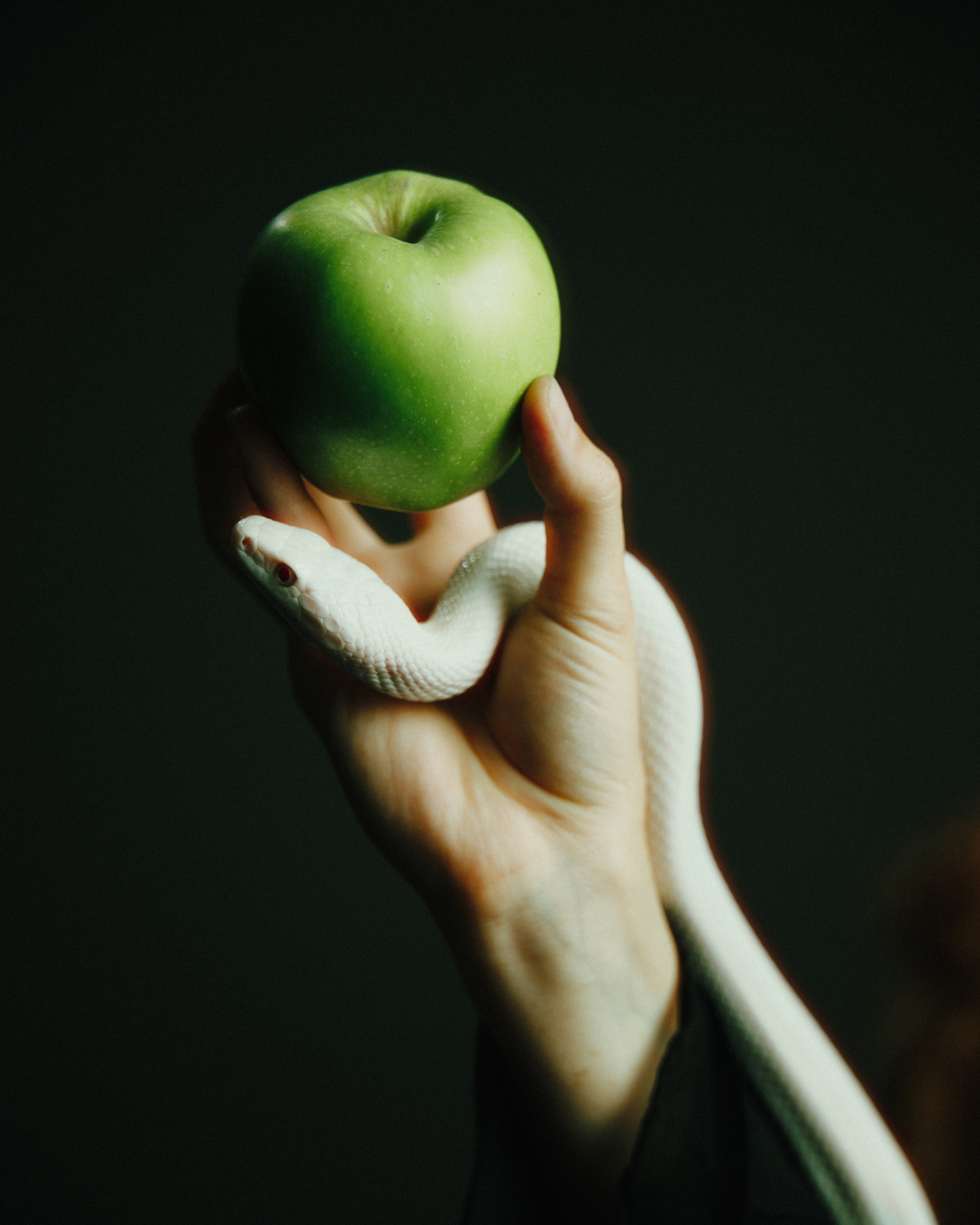 Портрет Медузы Горгоны. Commercial photographer | Anton Ermakov