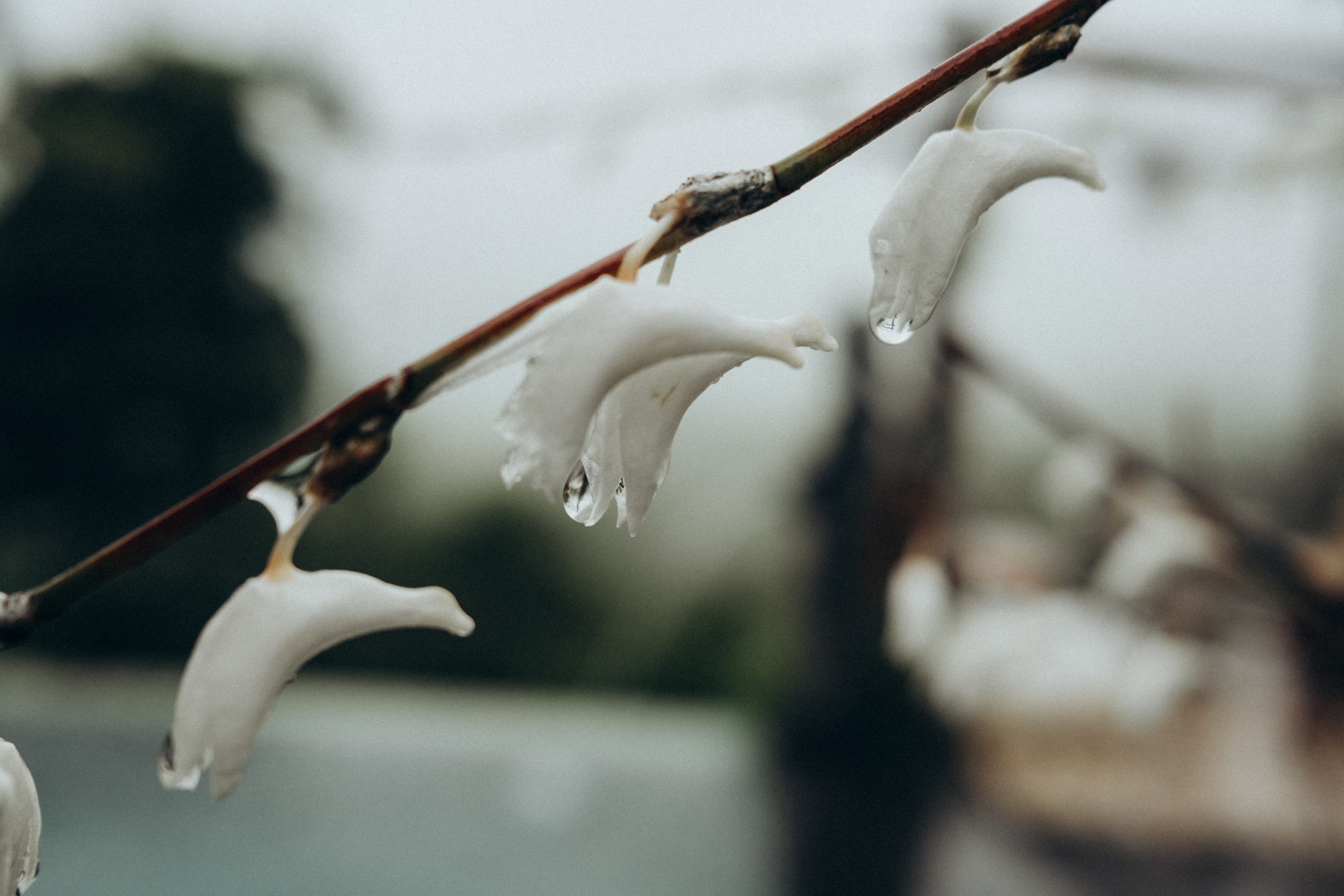 Julia and Ricard Wedding in Bali. Photographer Bali