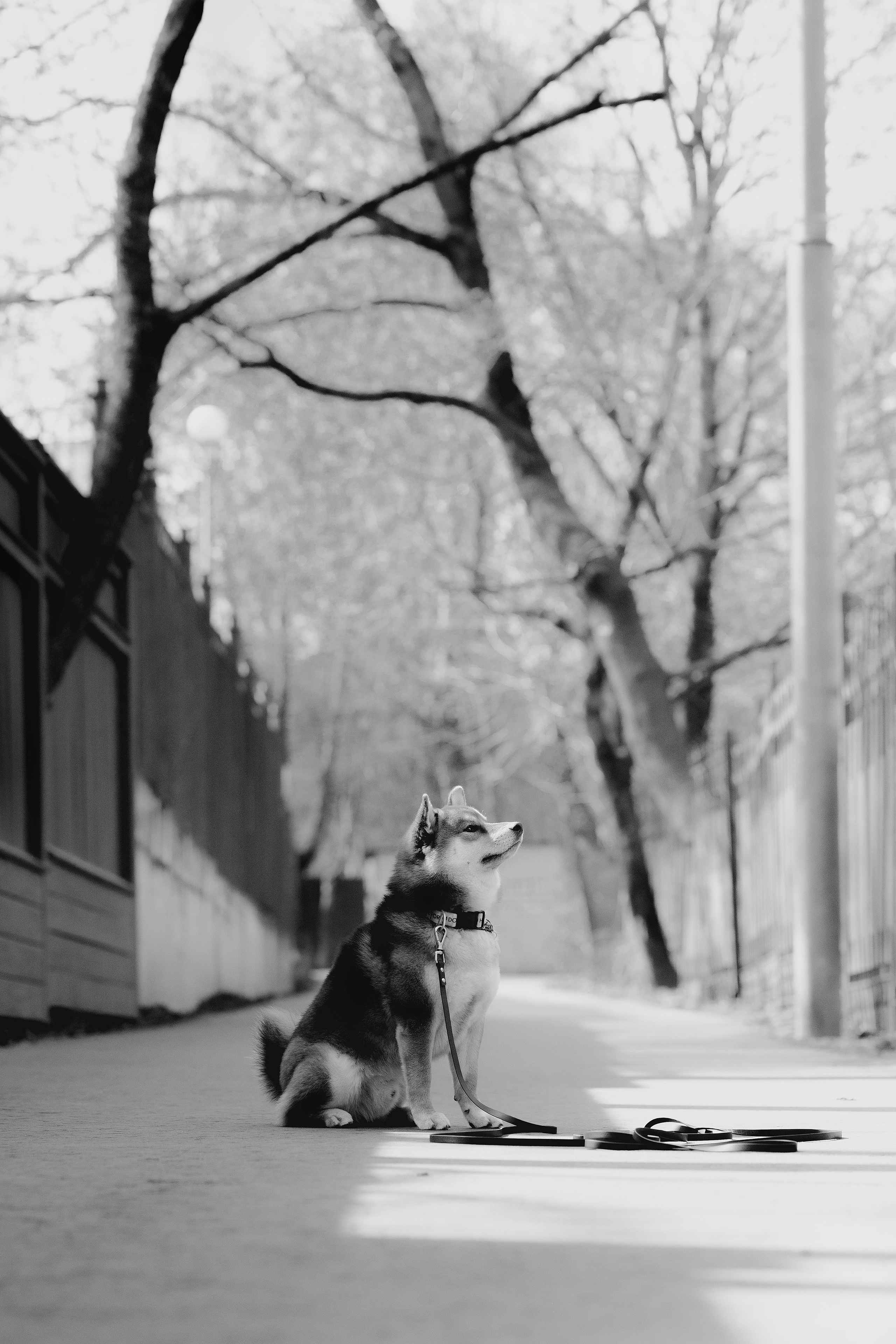 Юнки. Фотограф- анималист Александра Матвеева