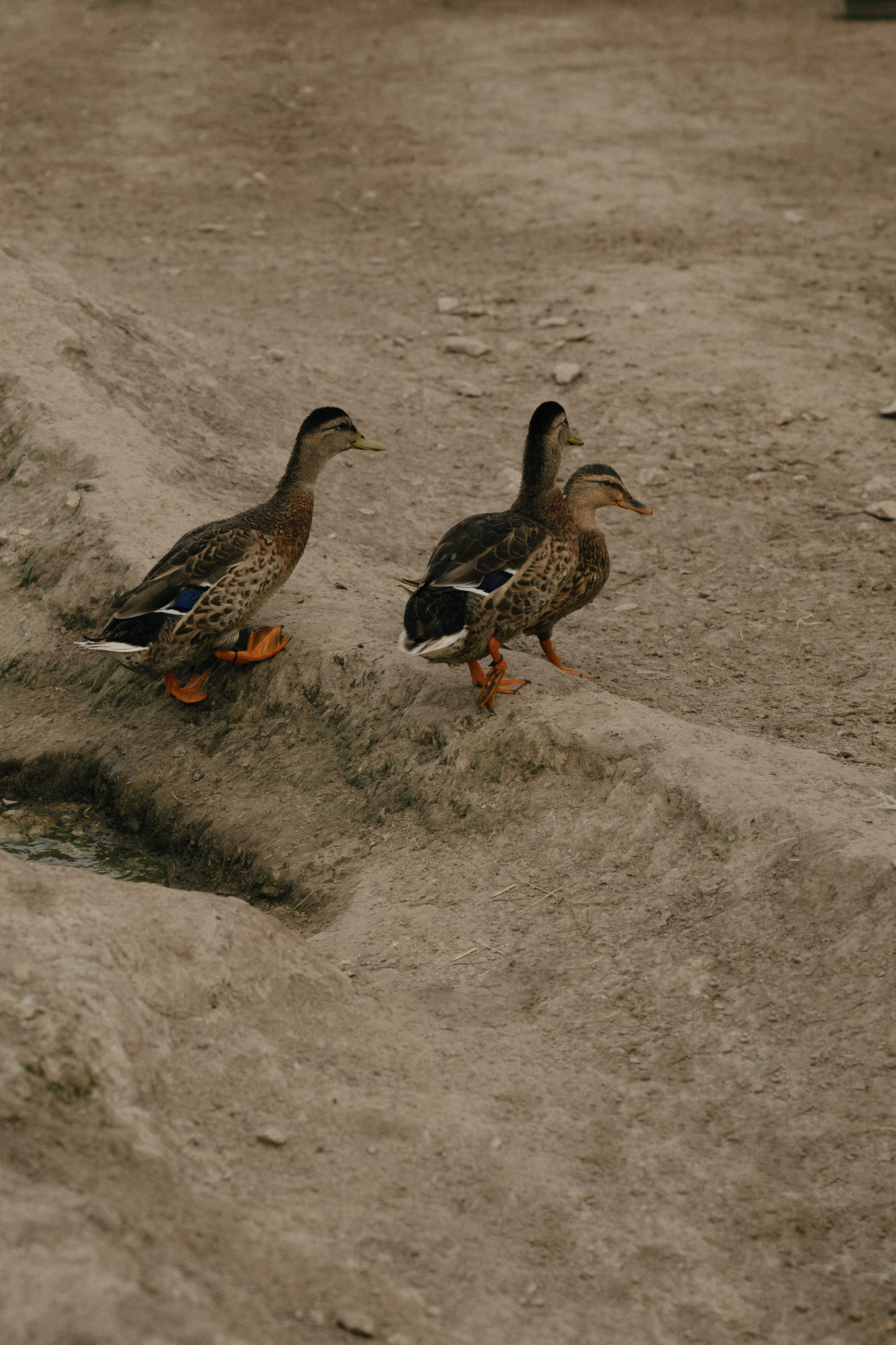Таня и Тася в деревне. Дубинкина Екатерина Фотограф Рязань, Москва