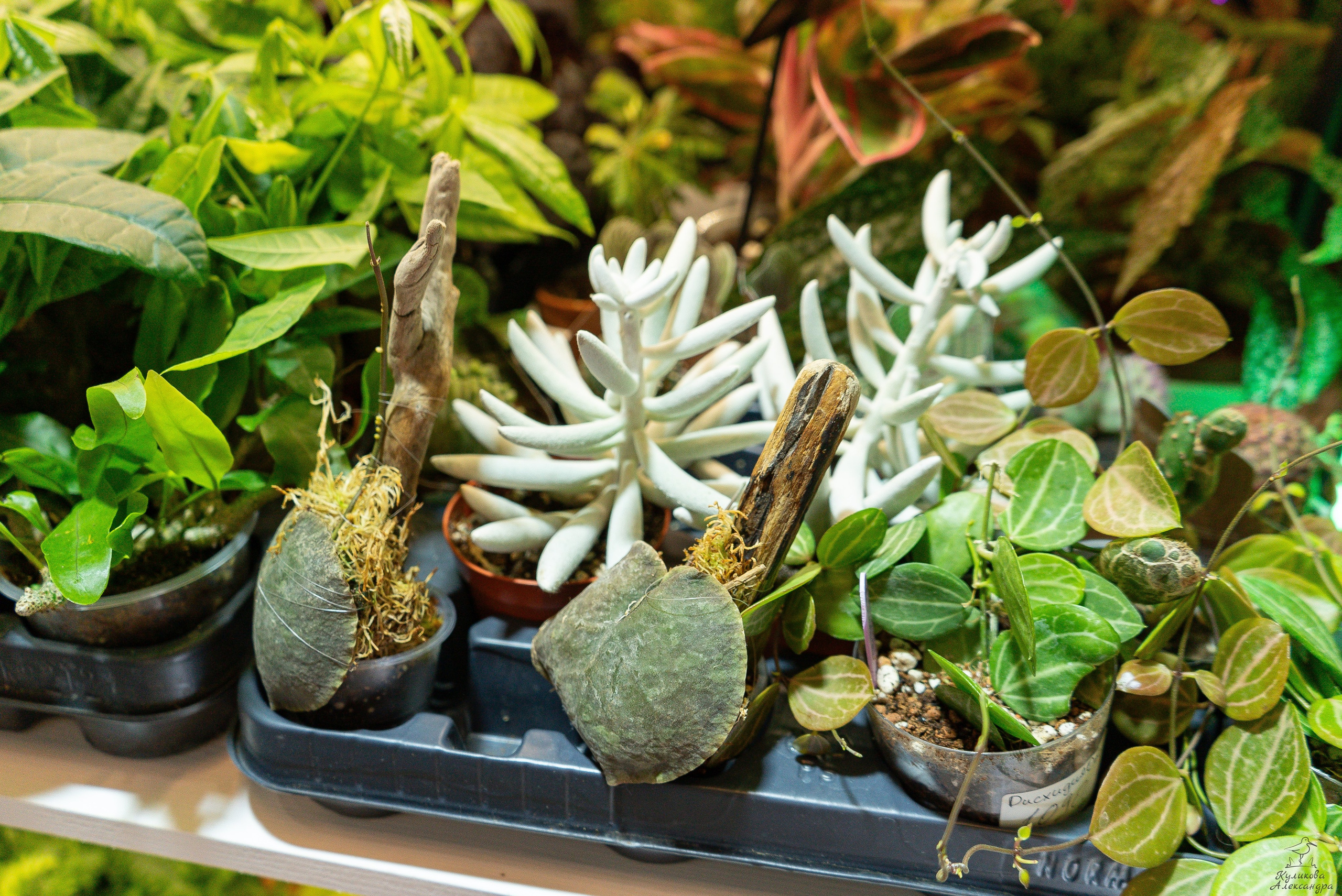 Гроубокс Артплей апрель. Александра Куликова фотограф, Москва