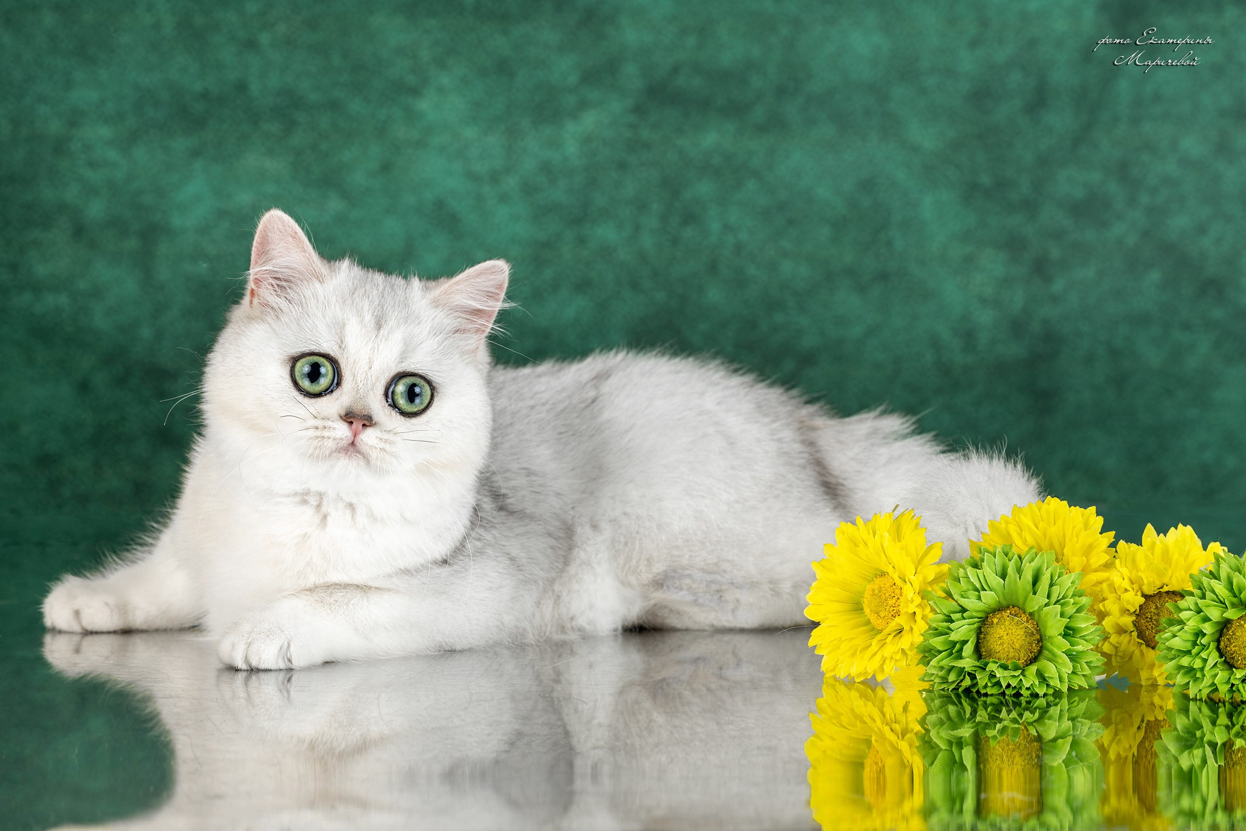 Стендовая съёмка на выставках кошек. Фотограф-анималист в Омске Екатерина Маричева
