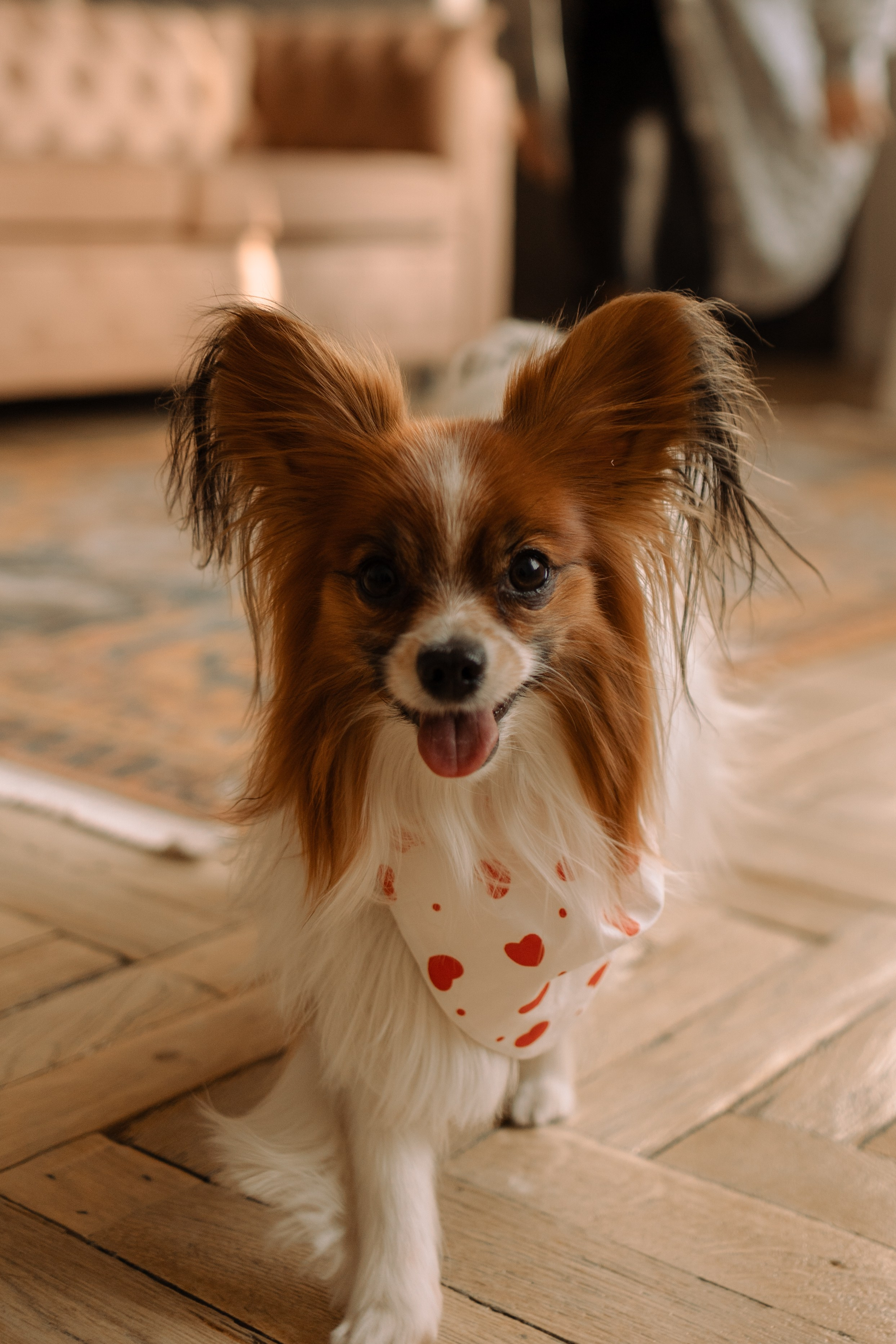 Женя и Брю. Фотограф — Анималист | Санкт-Петербург