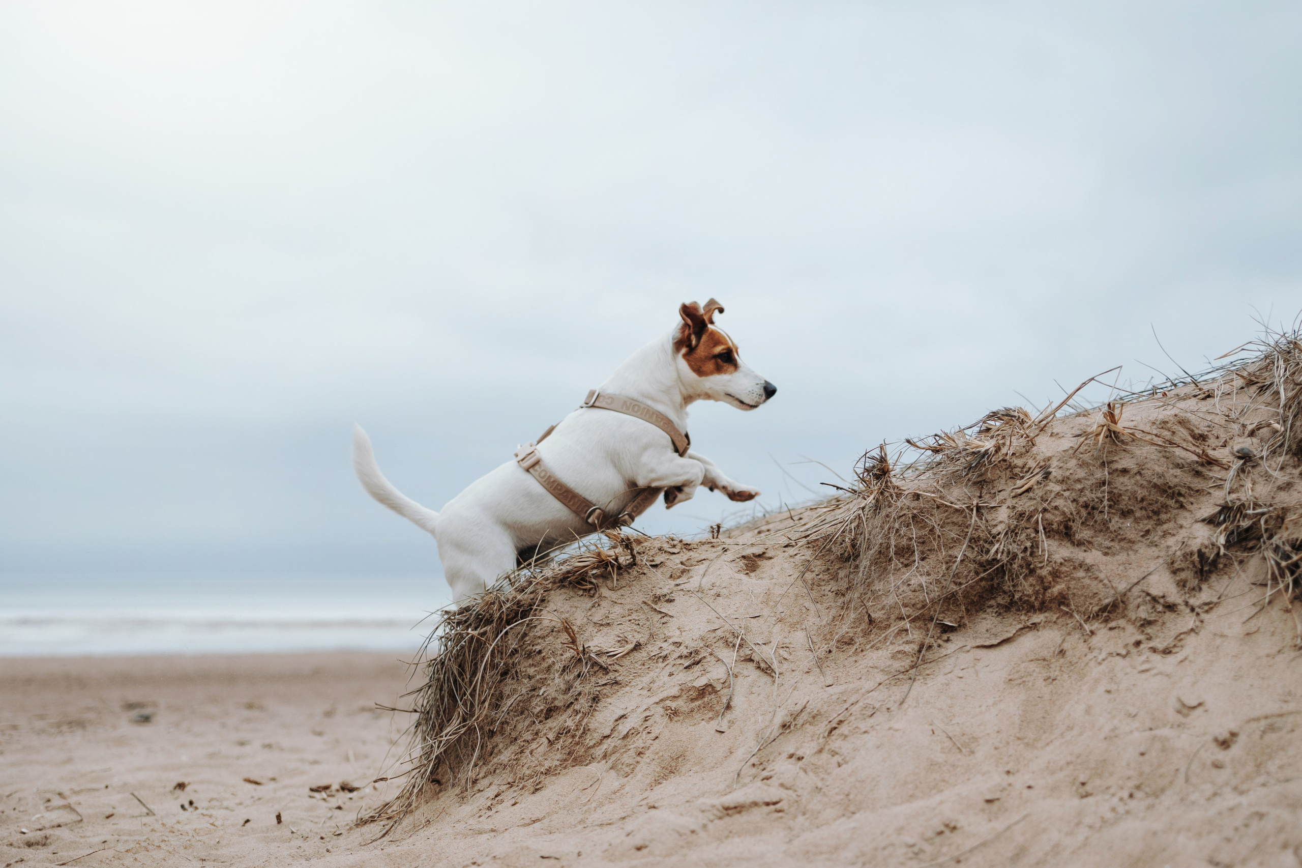 Саша и Джеки. Фотограф — Анималист | Санкт-Петербург