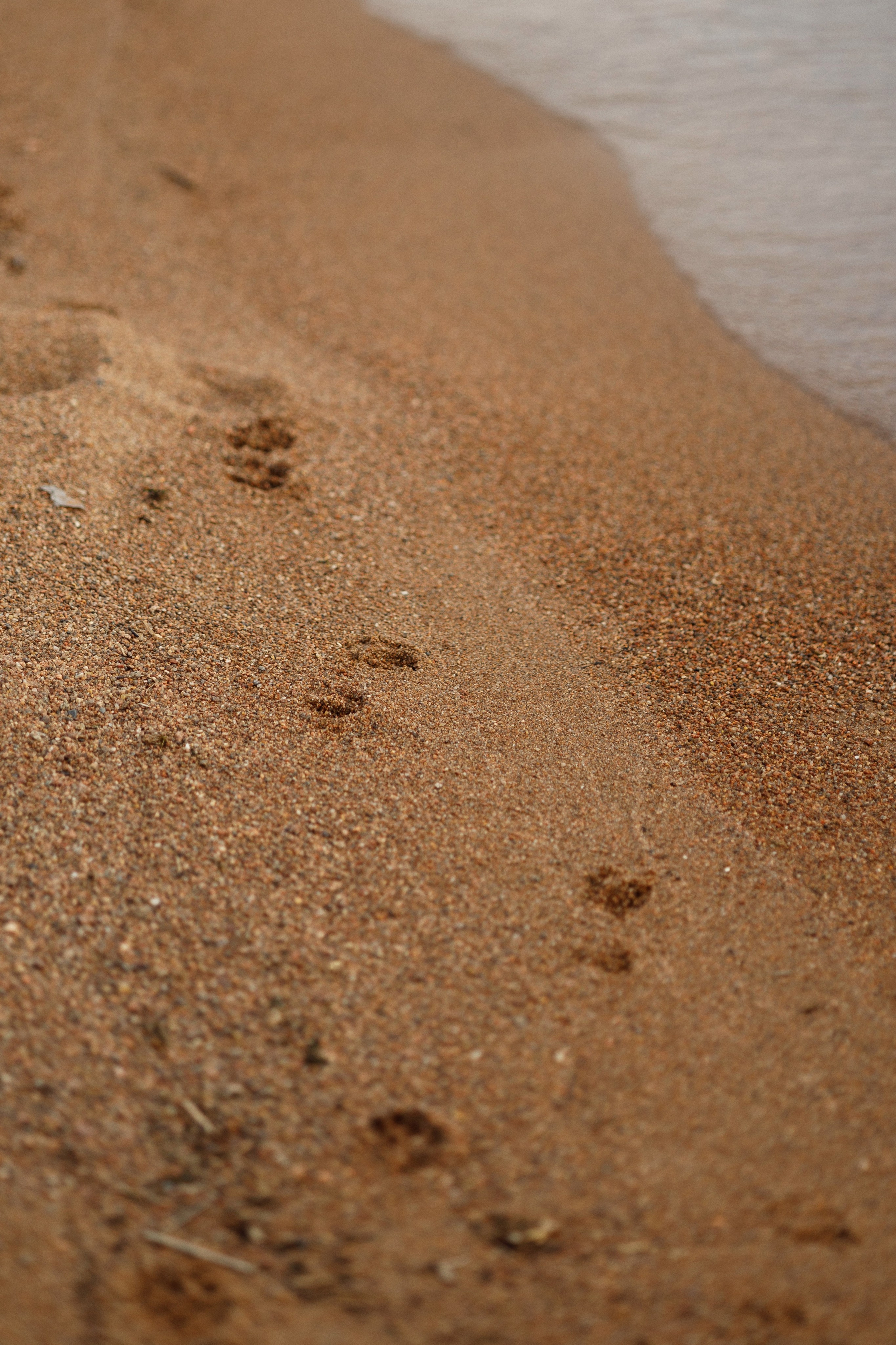 Аня, Дима и Калипсо. Женский и свадебный фотограф в Санкт-Петербурге Матвеева Наталья