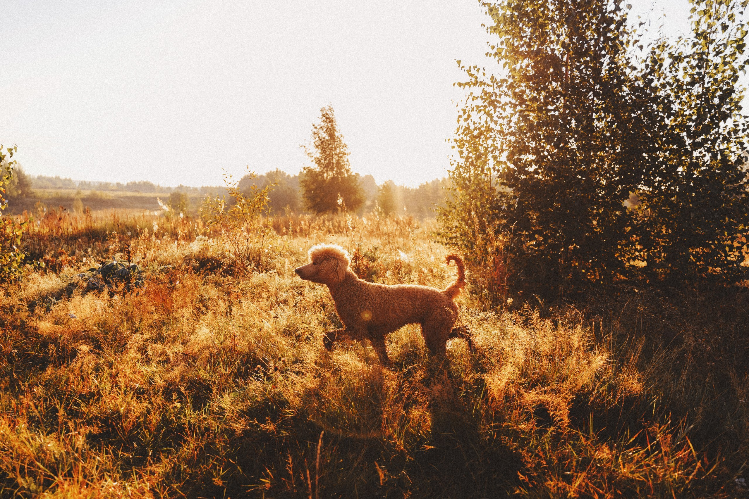 Юля, Кир и Цера. Фотограф анималист Осипчикова Мария